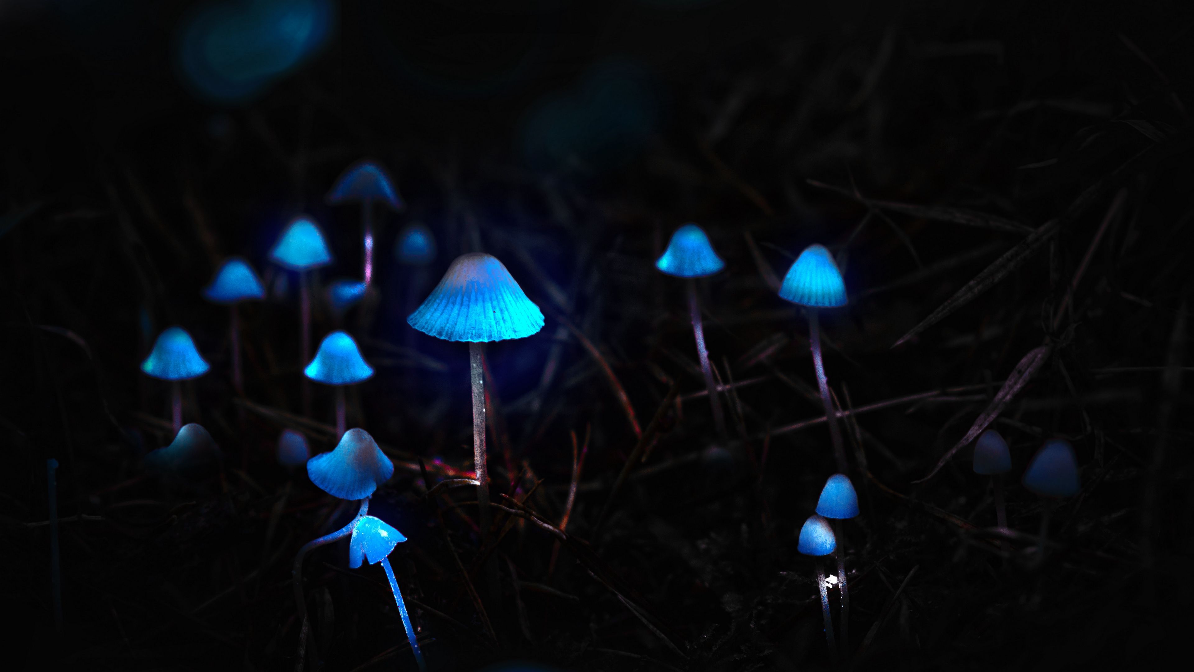 Download wallpaper 3840x2160 mushrooms, toadstools, glow, photohop 4k uhd 16:9 HD background