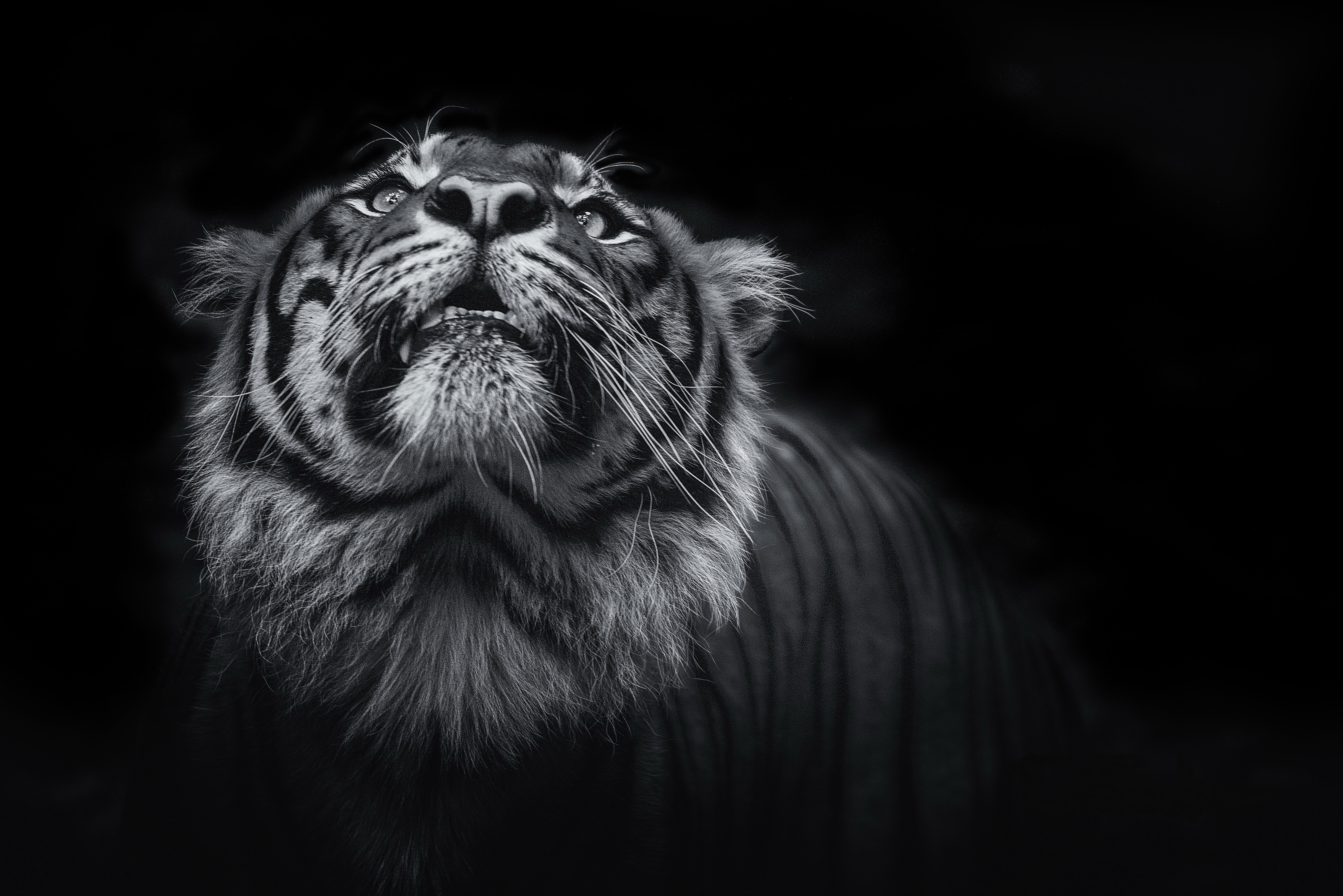 Wallpaper / tiger, animals, 4k, 5k, hd, monochrome, black and white free download