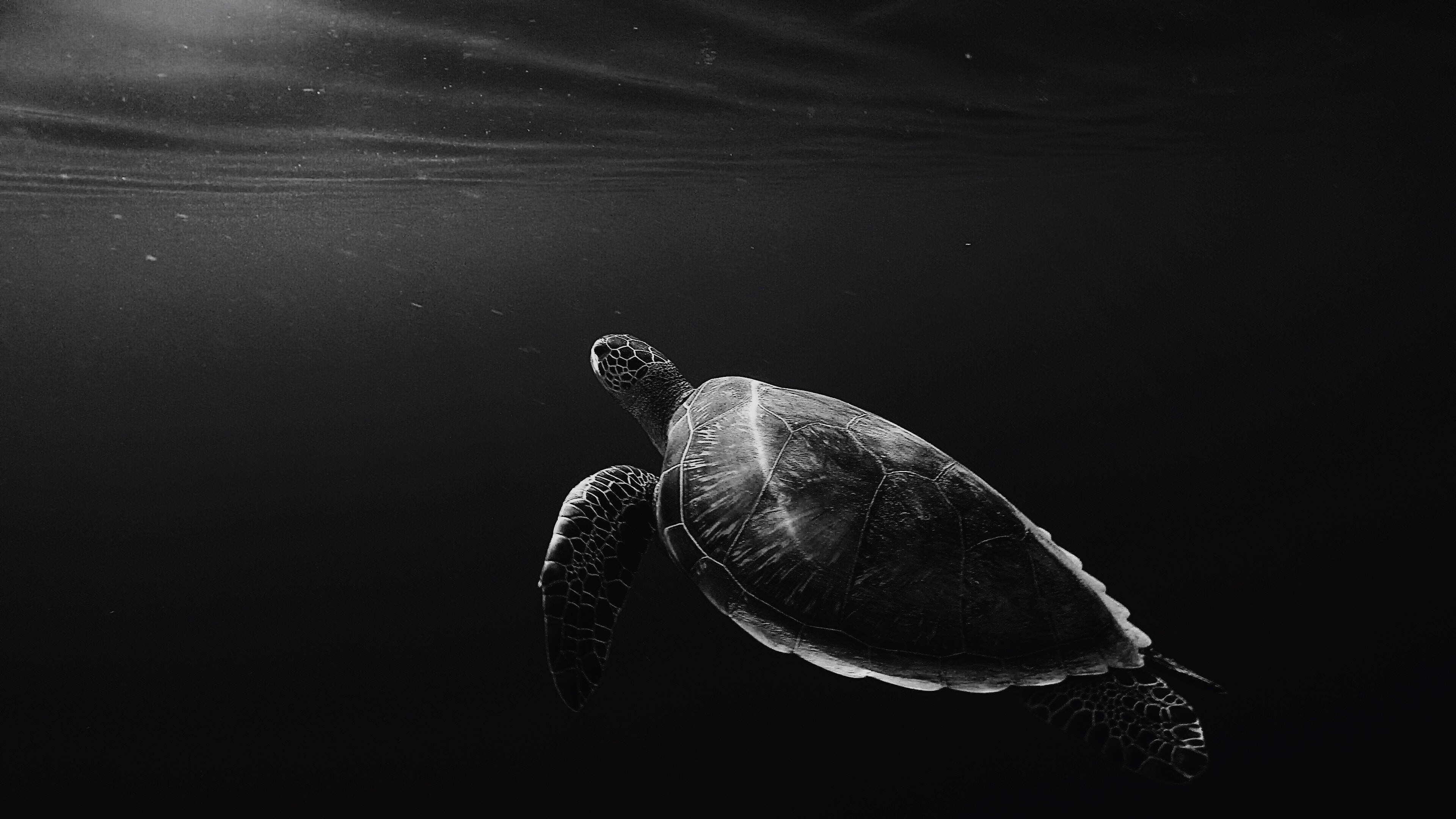 4K Turtle Under Water Swim Wallpaper - [3840x2160]