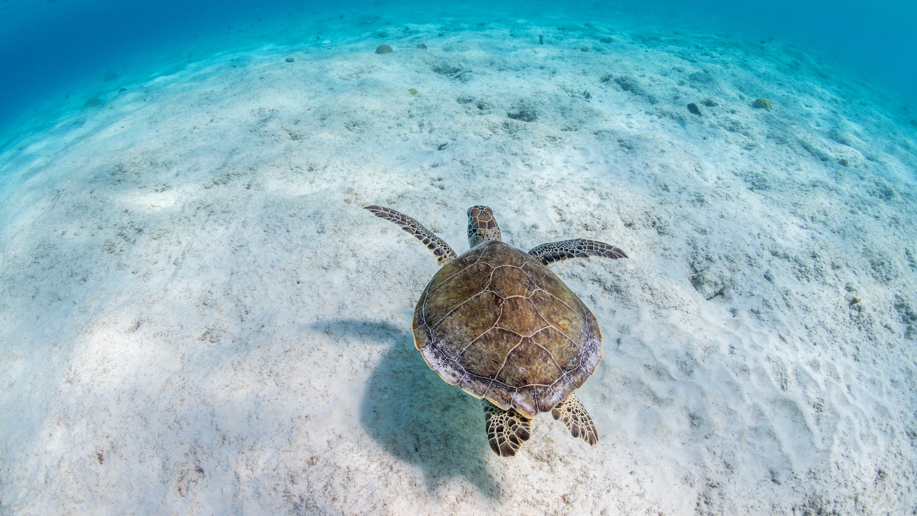 Wallpaper Turtle, underwater, sea, clear water 3840x2160 UHD 4K Picture, Image