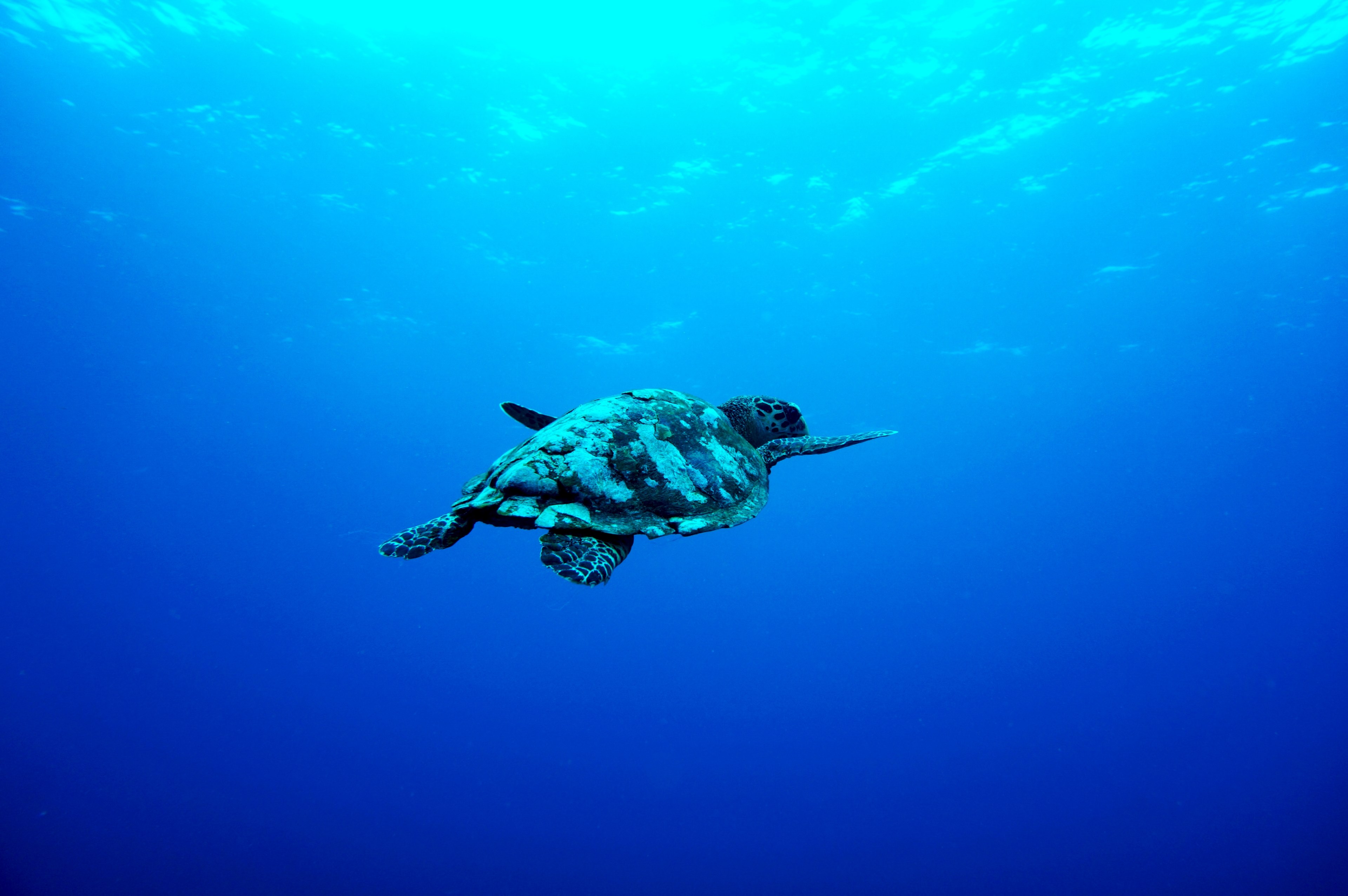 Wallpaper / turtle trying to fly 4k wallpaper free download