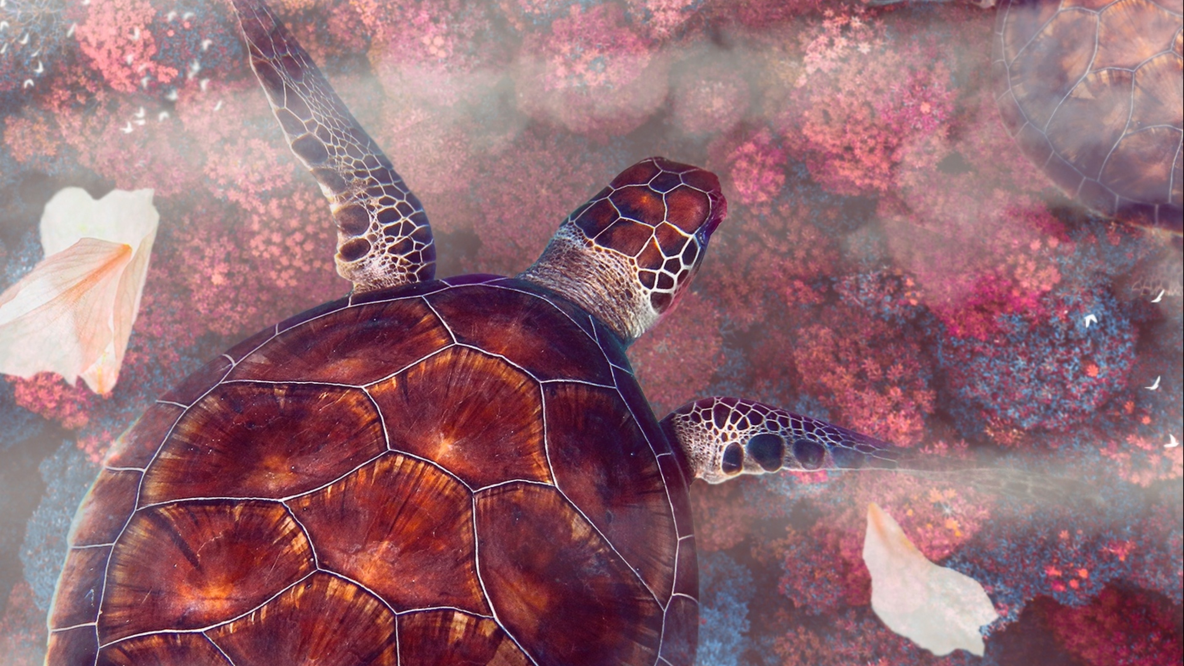 Sea turtle HD Wallpaper 4K Ultra HD