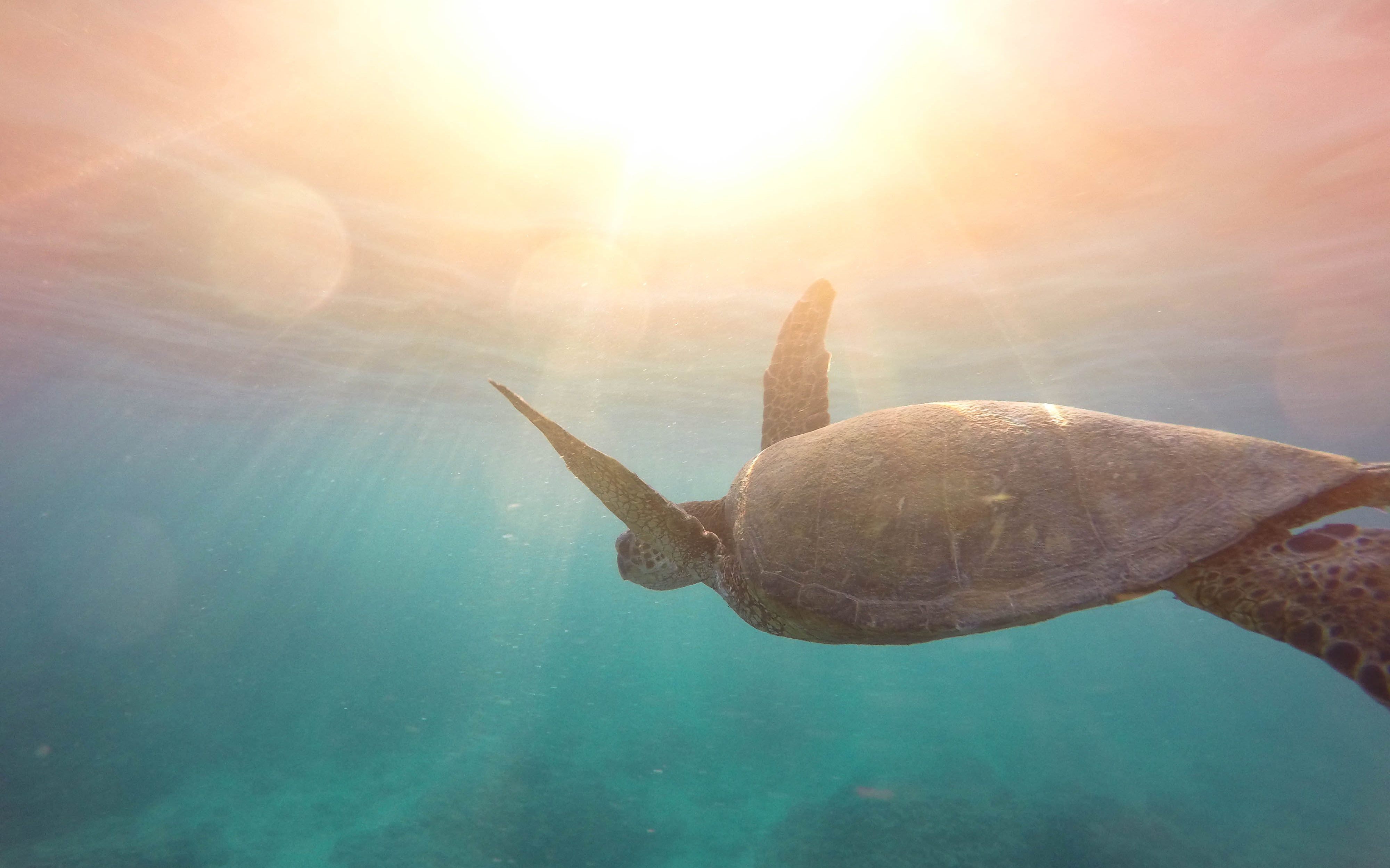 Wallpaper 4k Turtle Underwater 4K Wallpaper