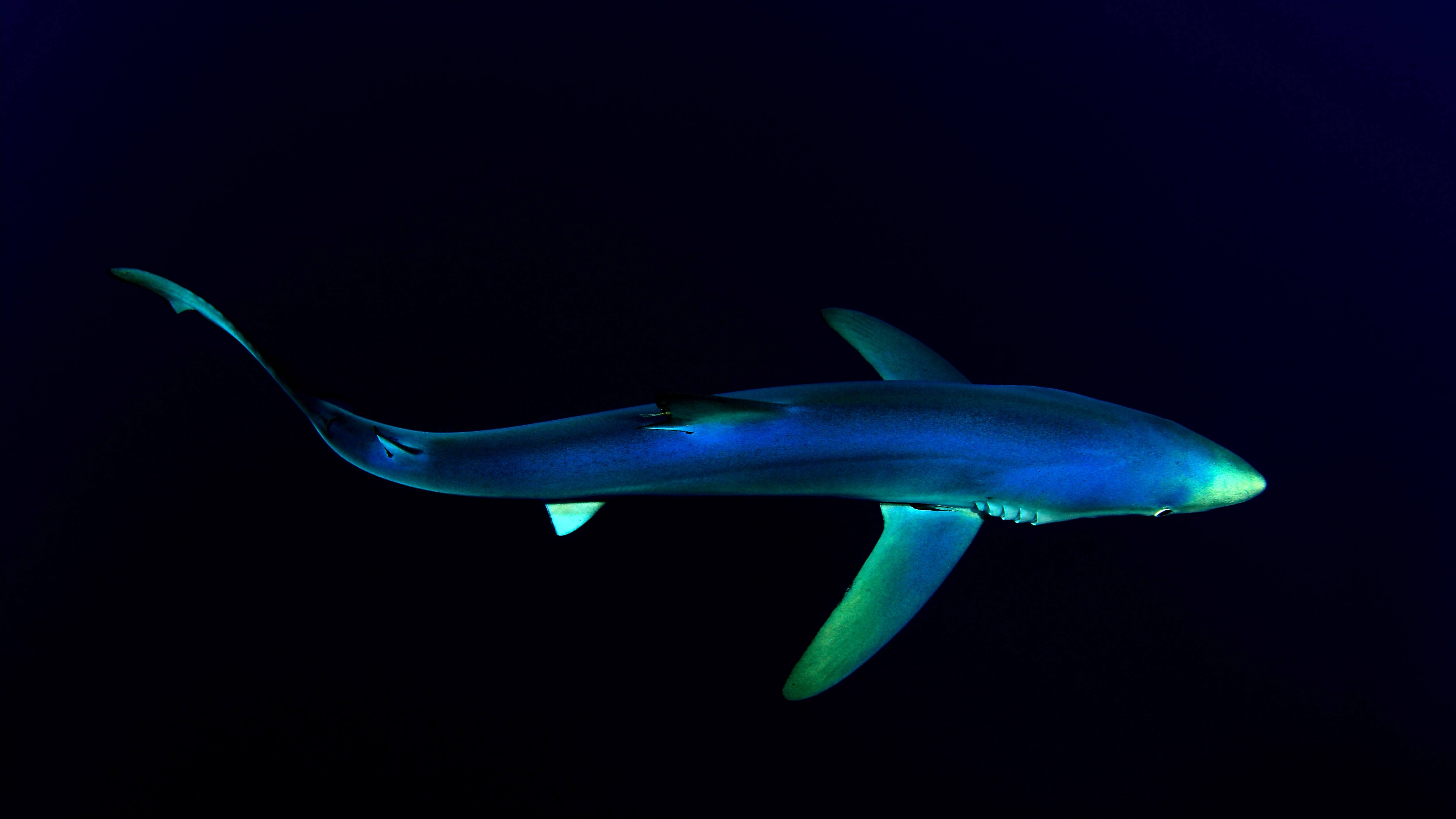 Blue Shark Wallpaper 4K, Underwater