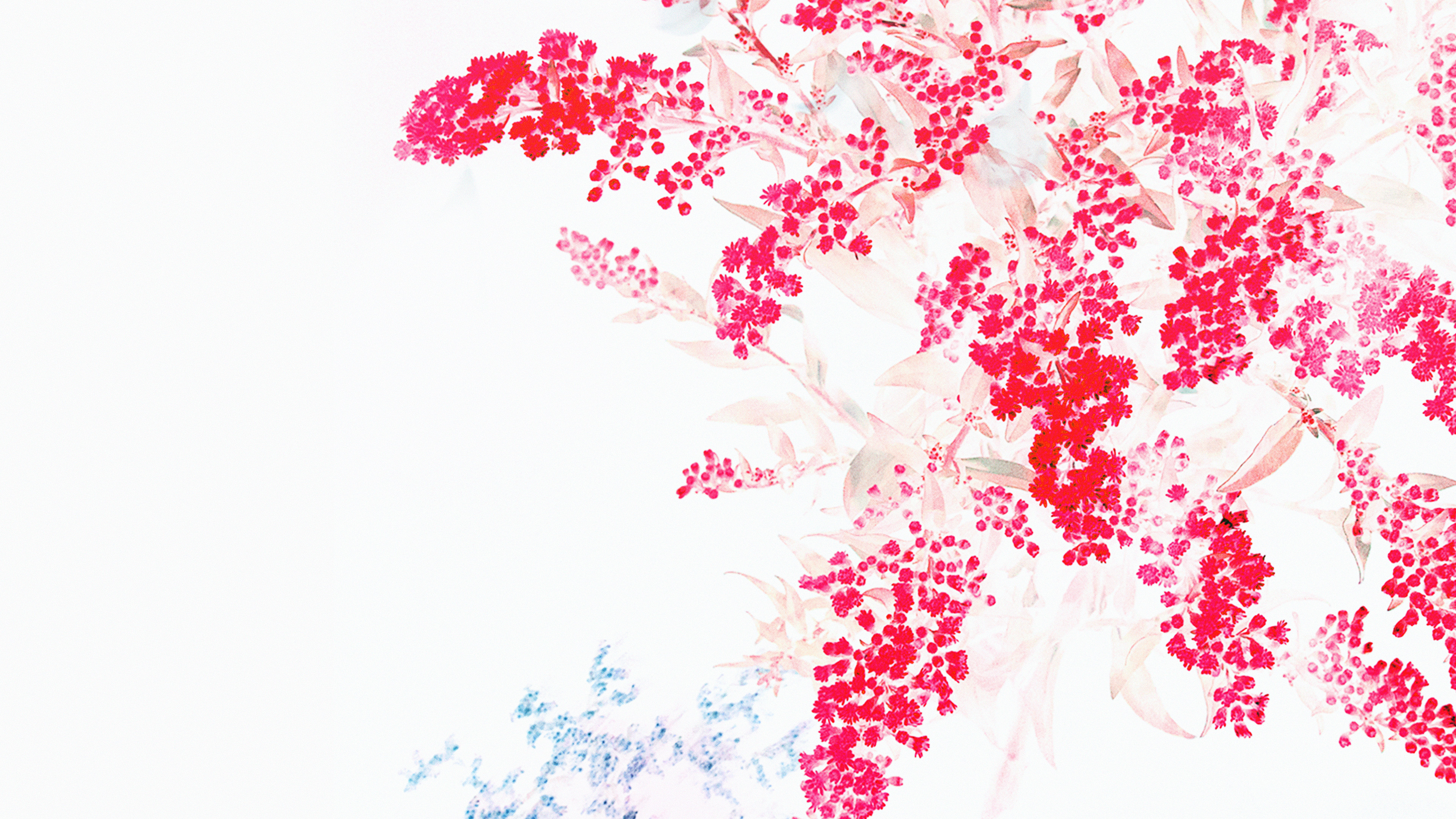 Apple Red White Flower Ios9 Iphone6s