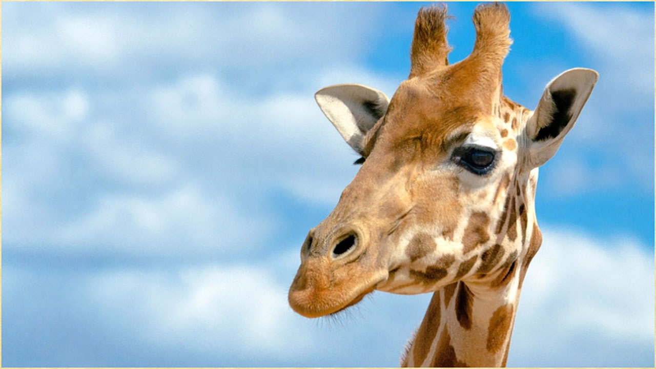 Cute Animals Wallpaper:Amazon.com:Appstore for Android