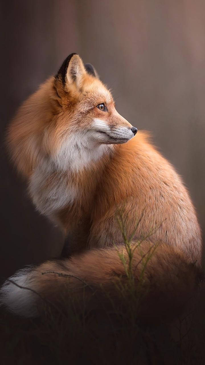 Cute Fox Wallpaper