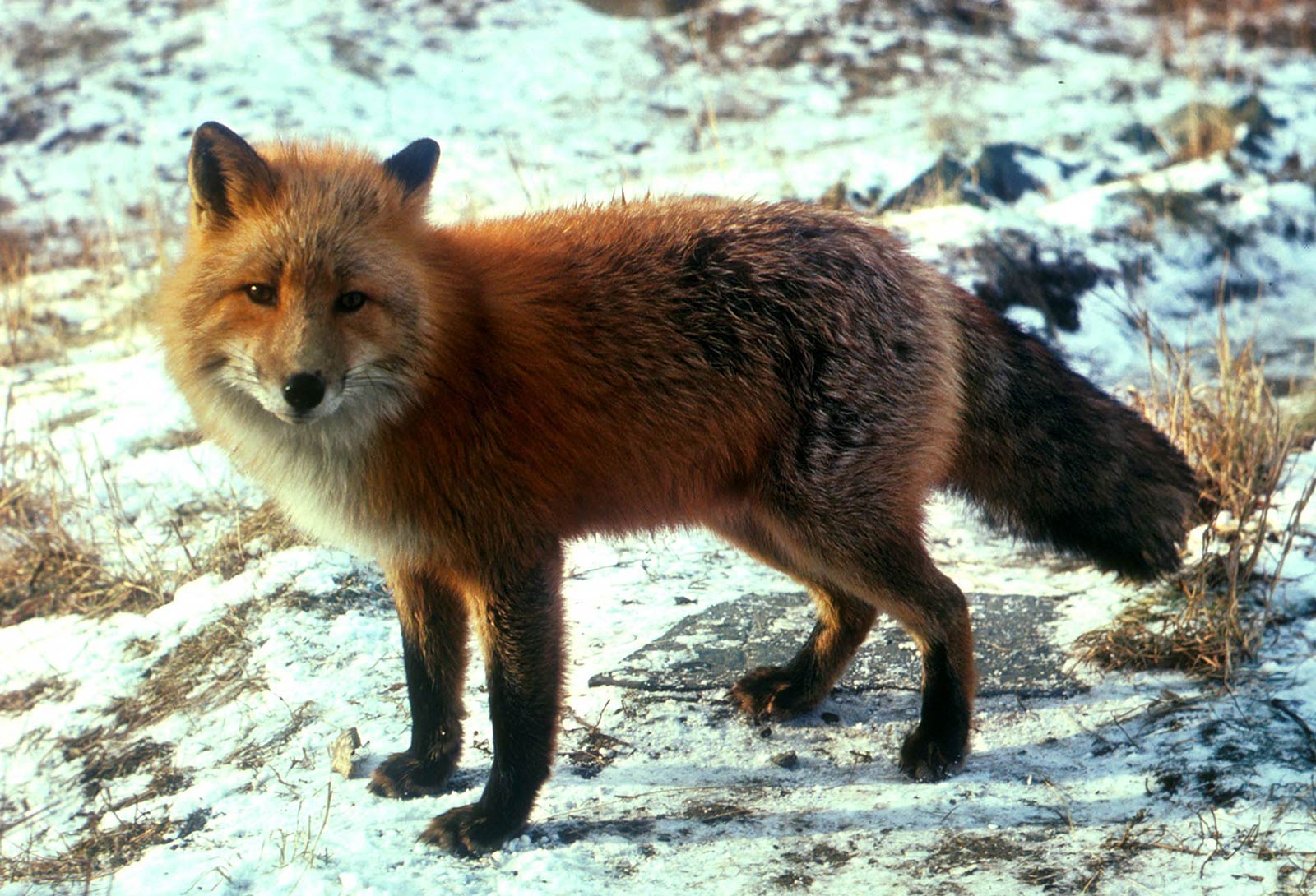 Fox Wallpaper and background