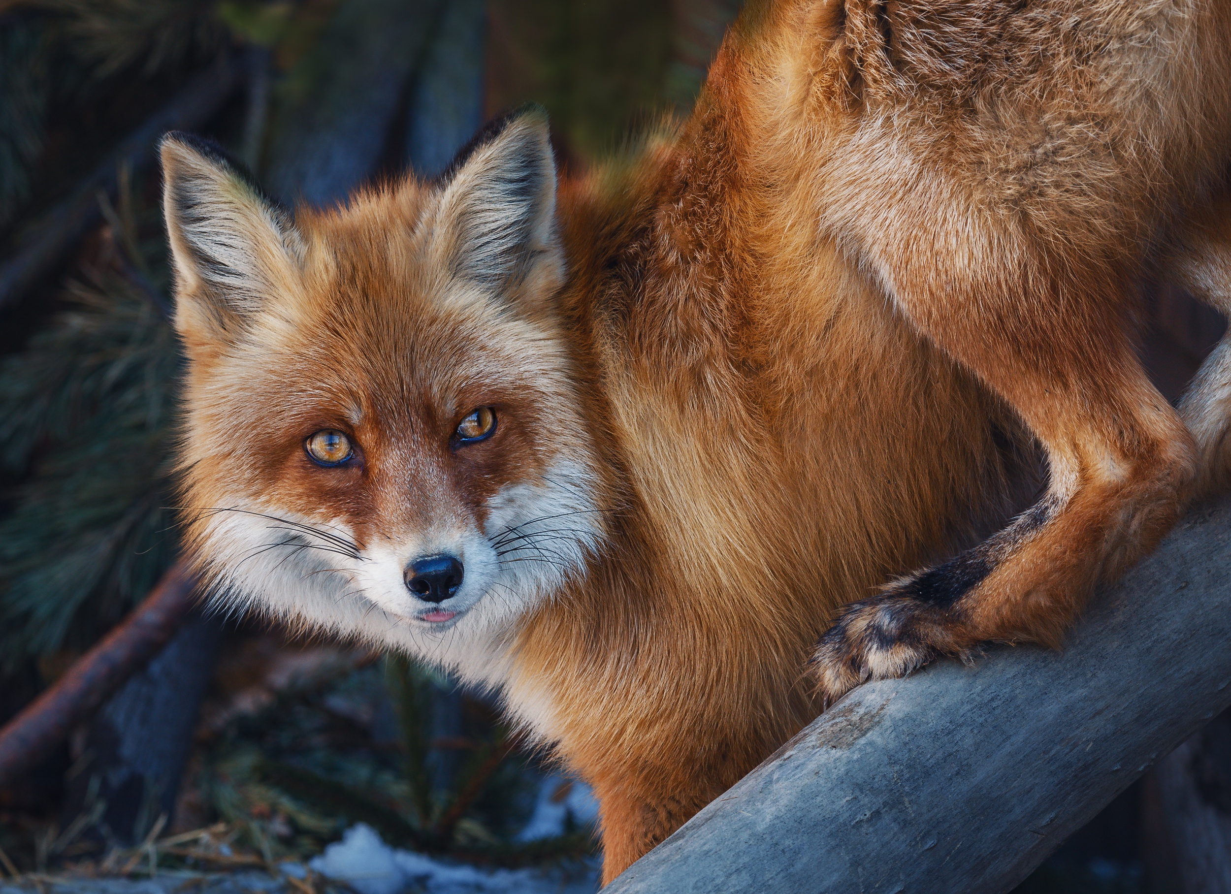 Fox HD, Wildlife Gallery HD Wallpaper