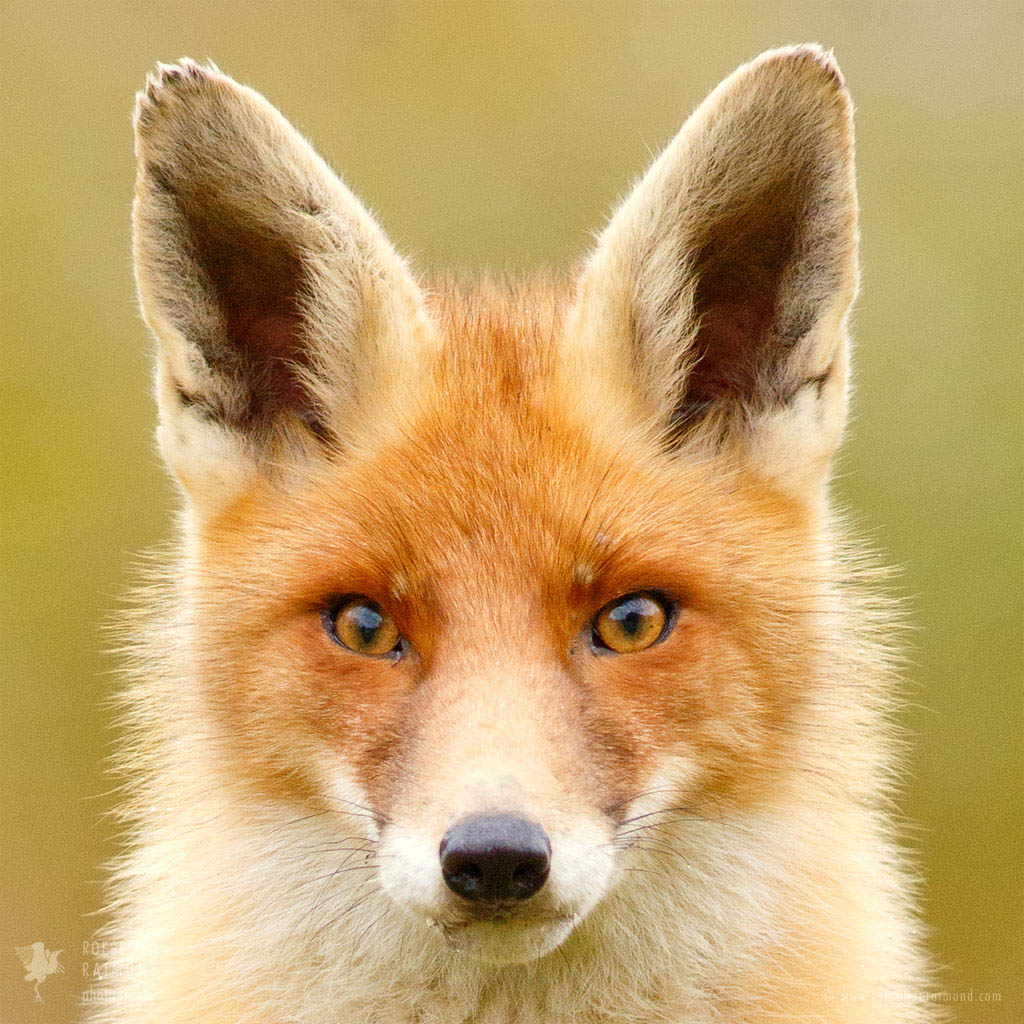 A story about the life of a young red fox, growing up in the wild