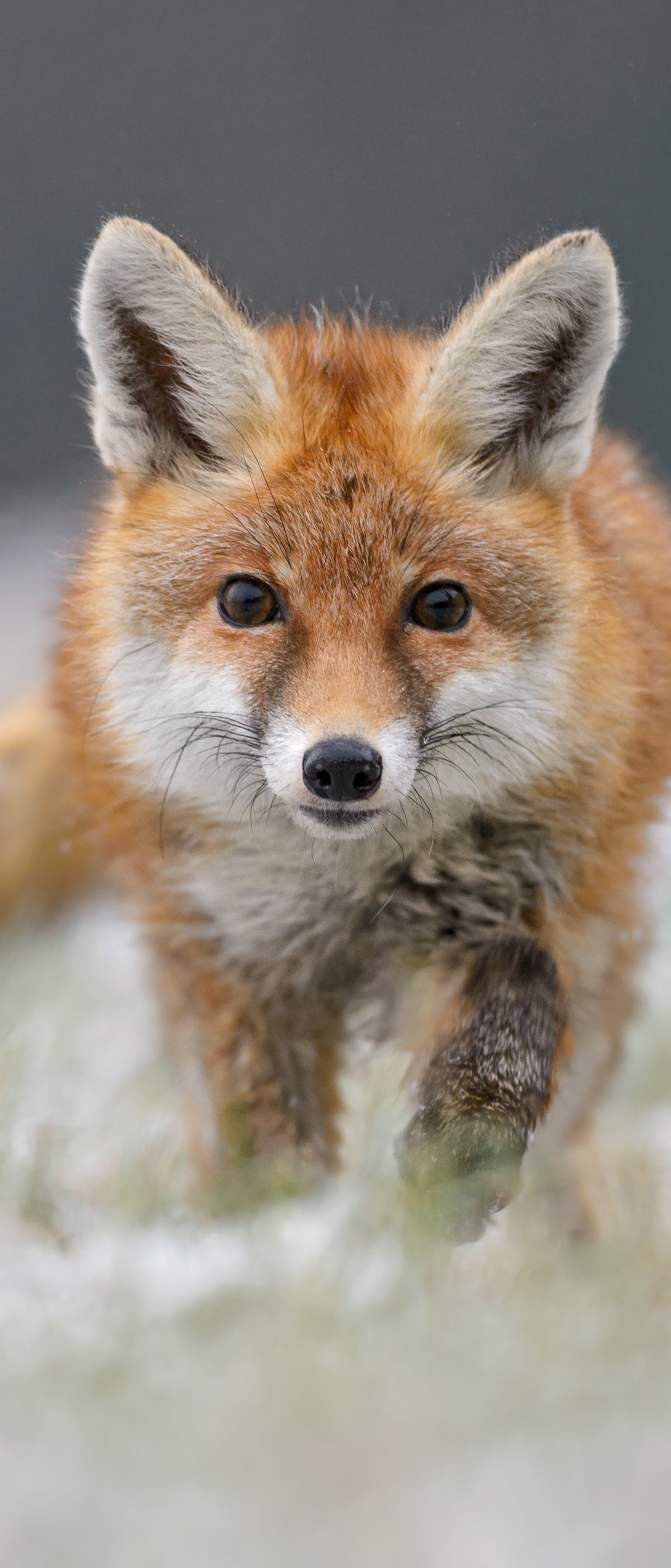 Wallpaper / Animal Fox Phone Wallpaper, , 1644x3840 free download