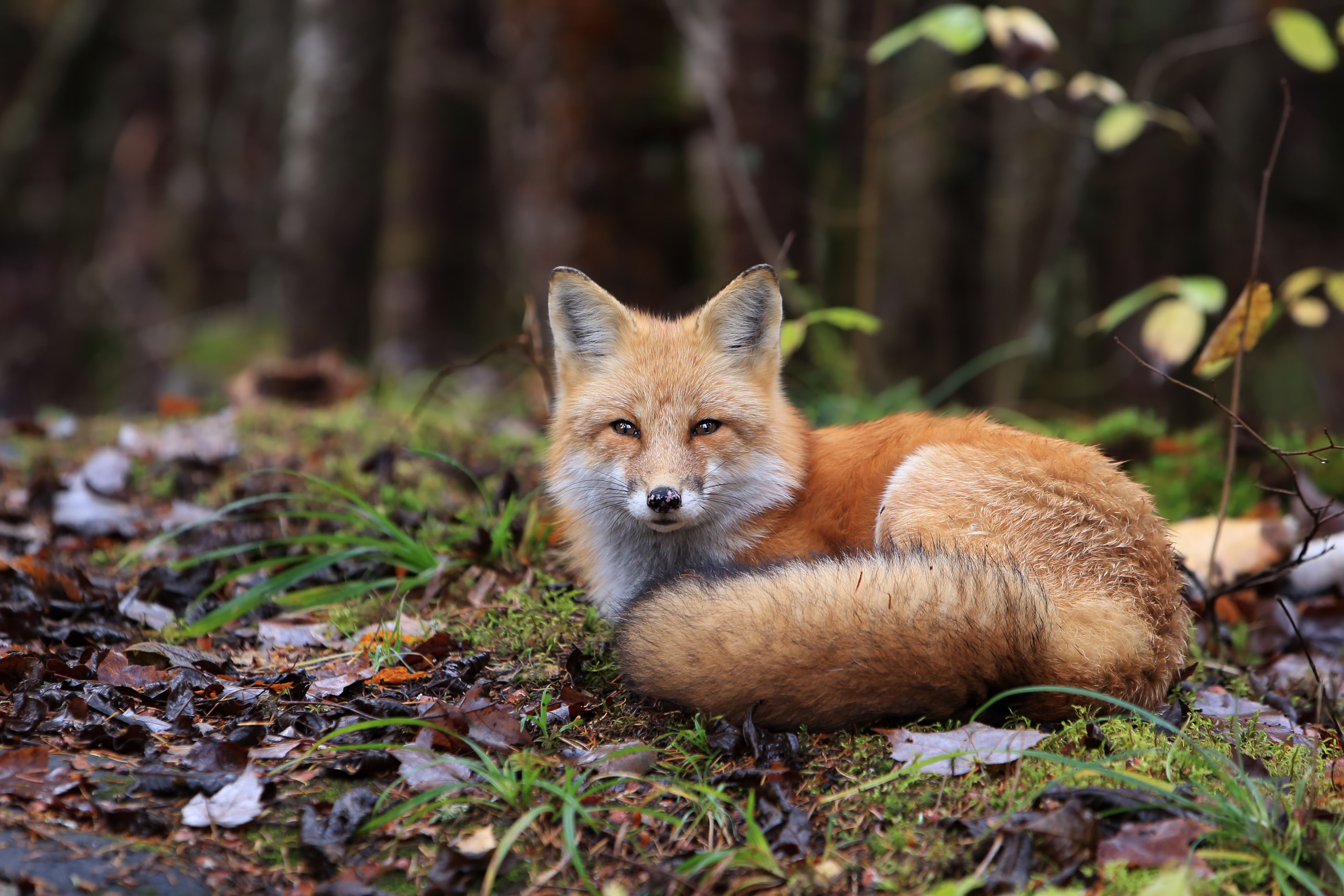 Cute Picture of Red Foxes