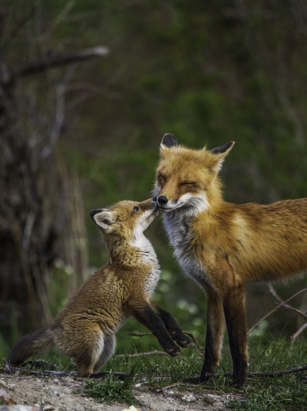Fox Wallpaper: Free HD Download [HQ]