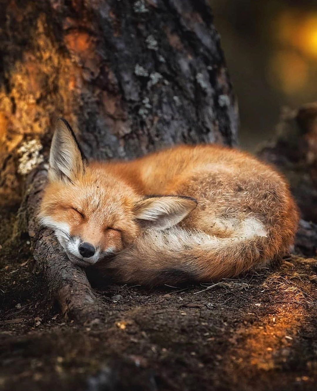 A collection of photo of some cute foxes