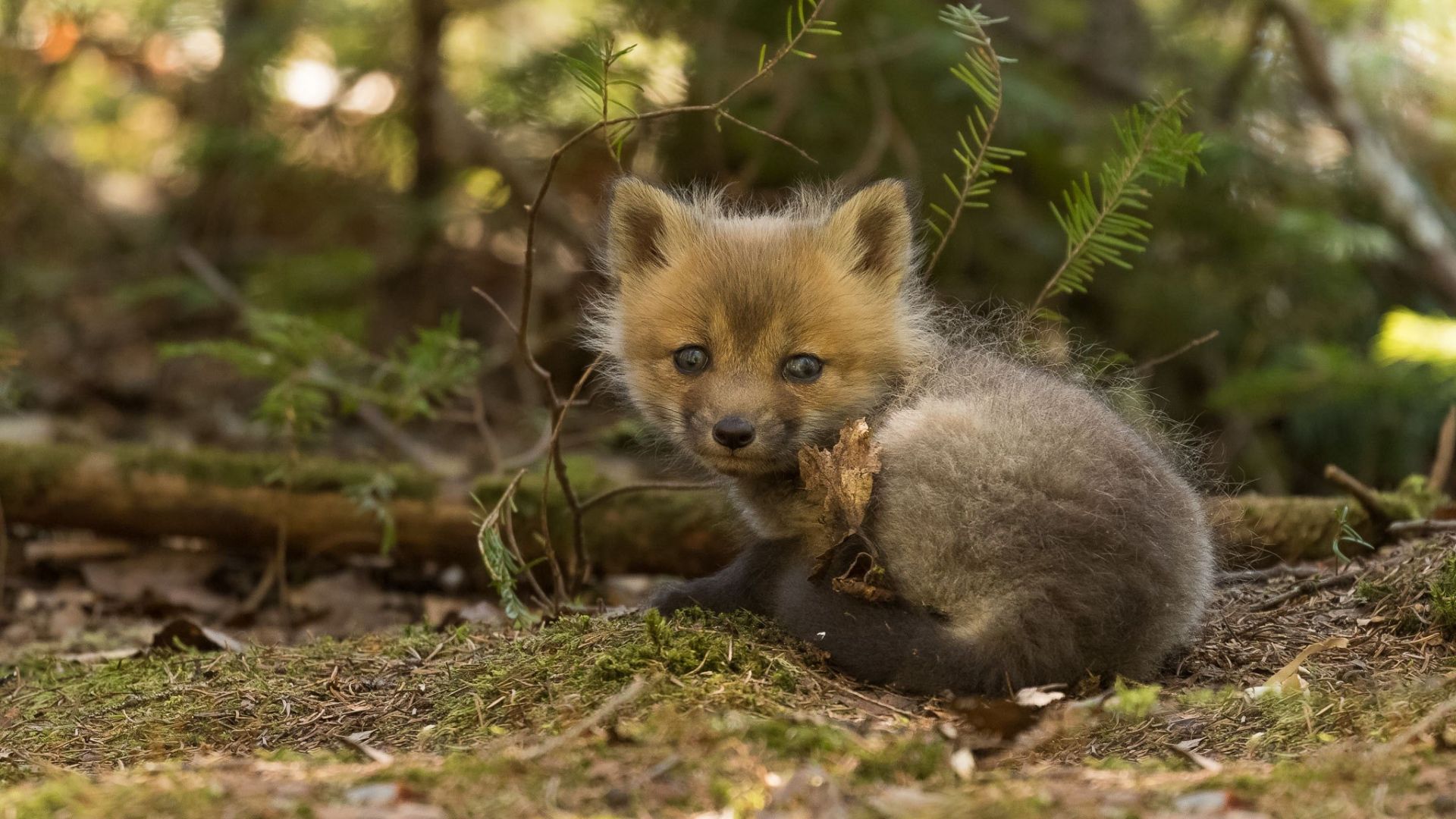 Desktop Wallpaper Baby Fox, HD Image, Picture, Background, Tn3cch