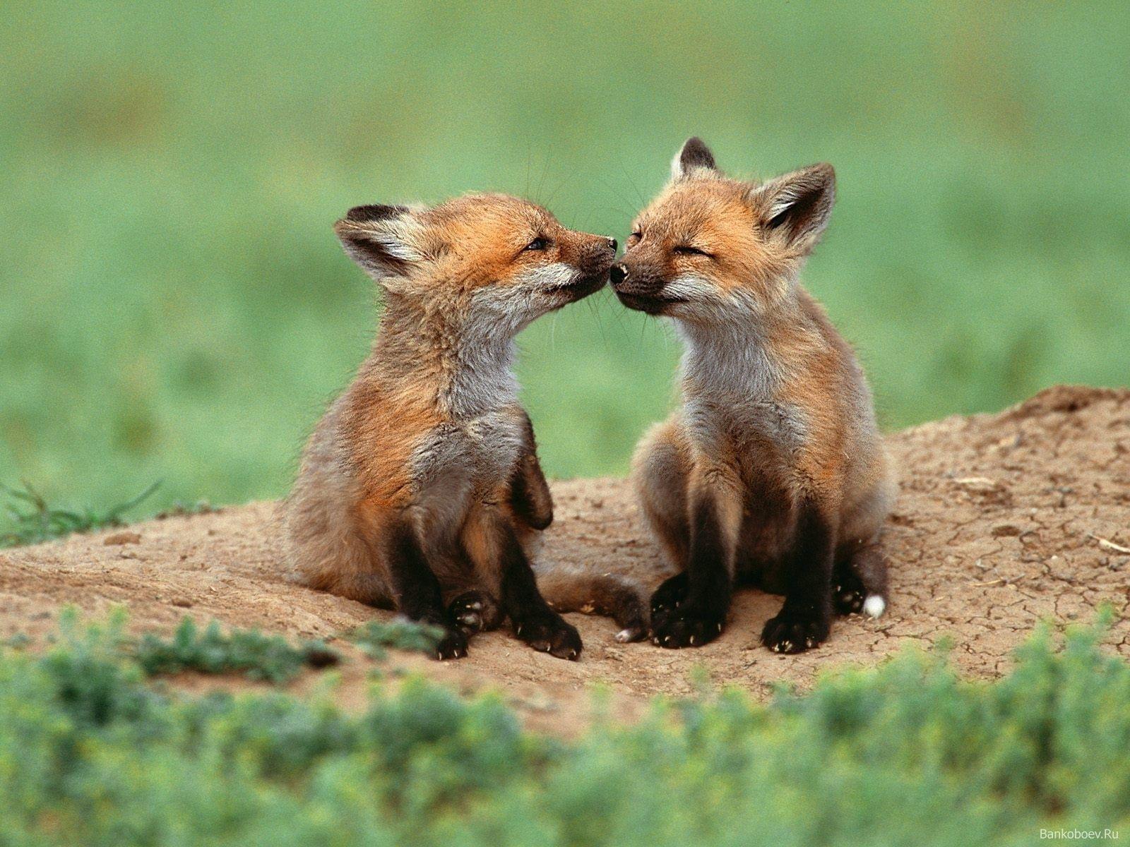 Cute Baby Fox Wallpaper