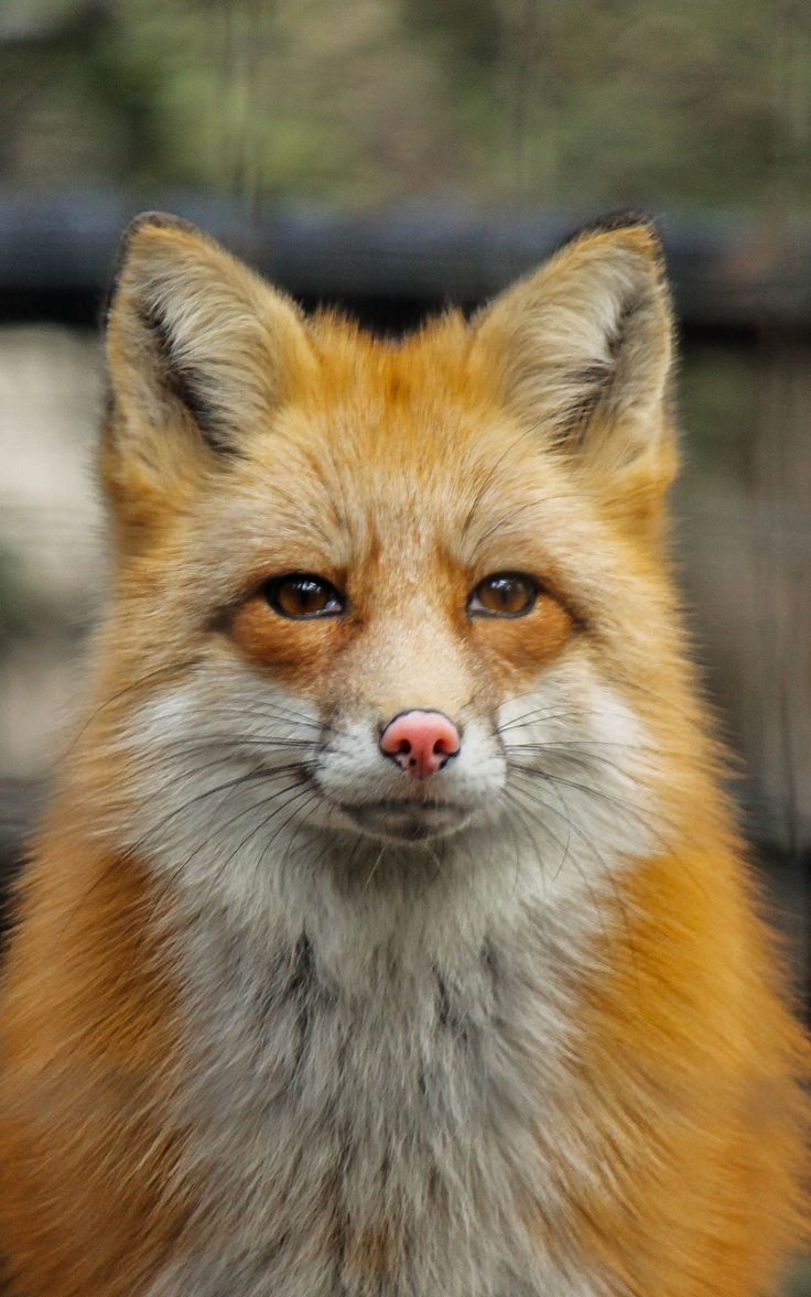Wallpaper predator cute fox face. Apple wallpaper iphone, Pet fox, Cute fox