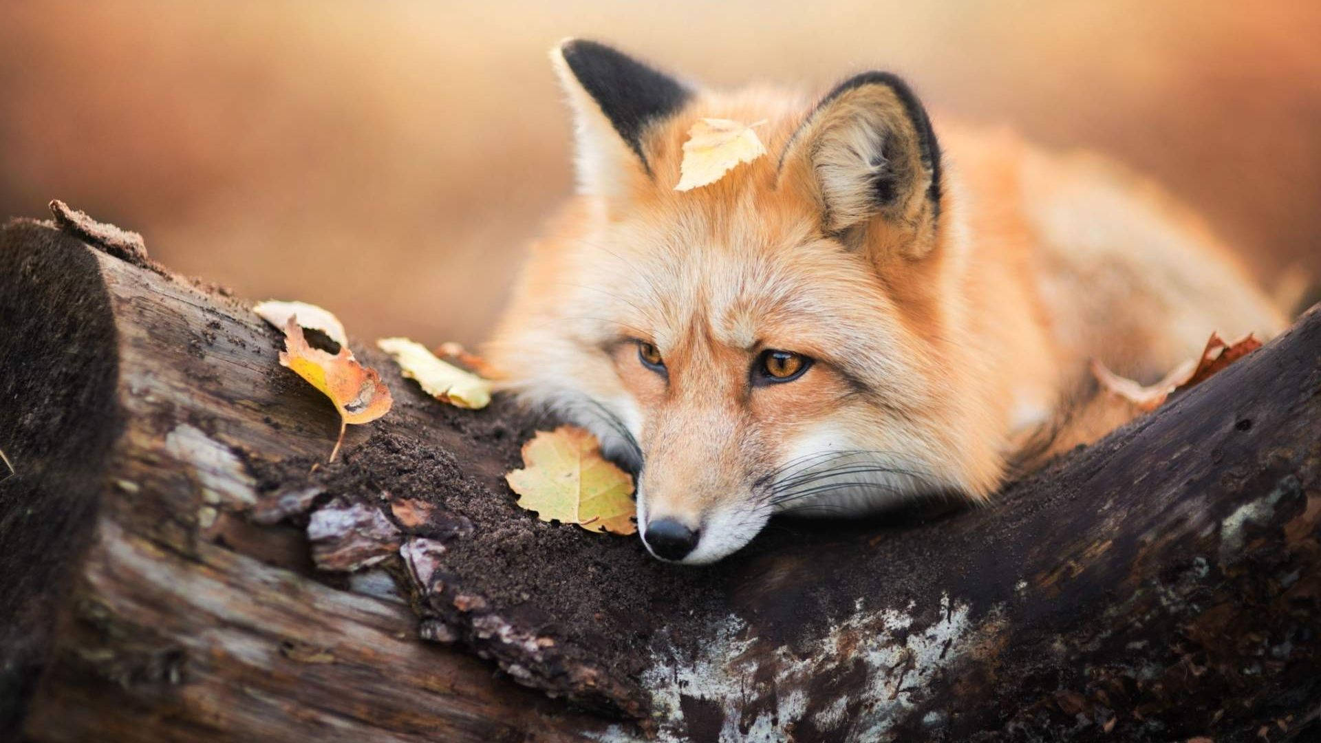 Cute Fox Wallpaper