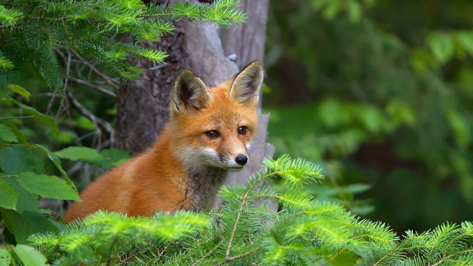Cute Fox Wallpaper