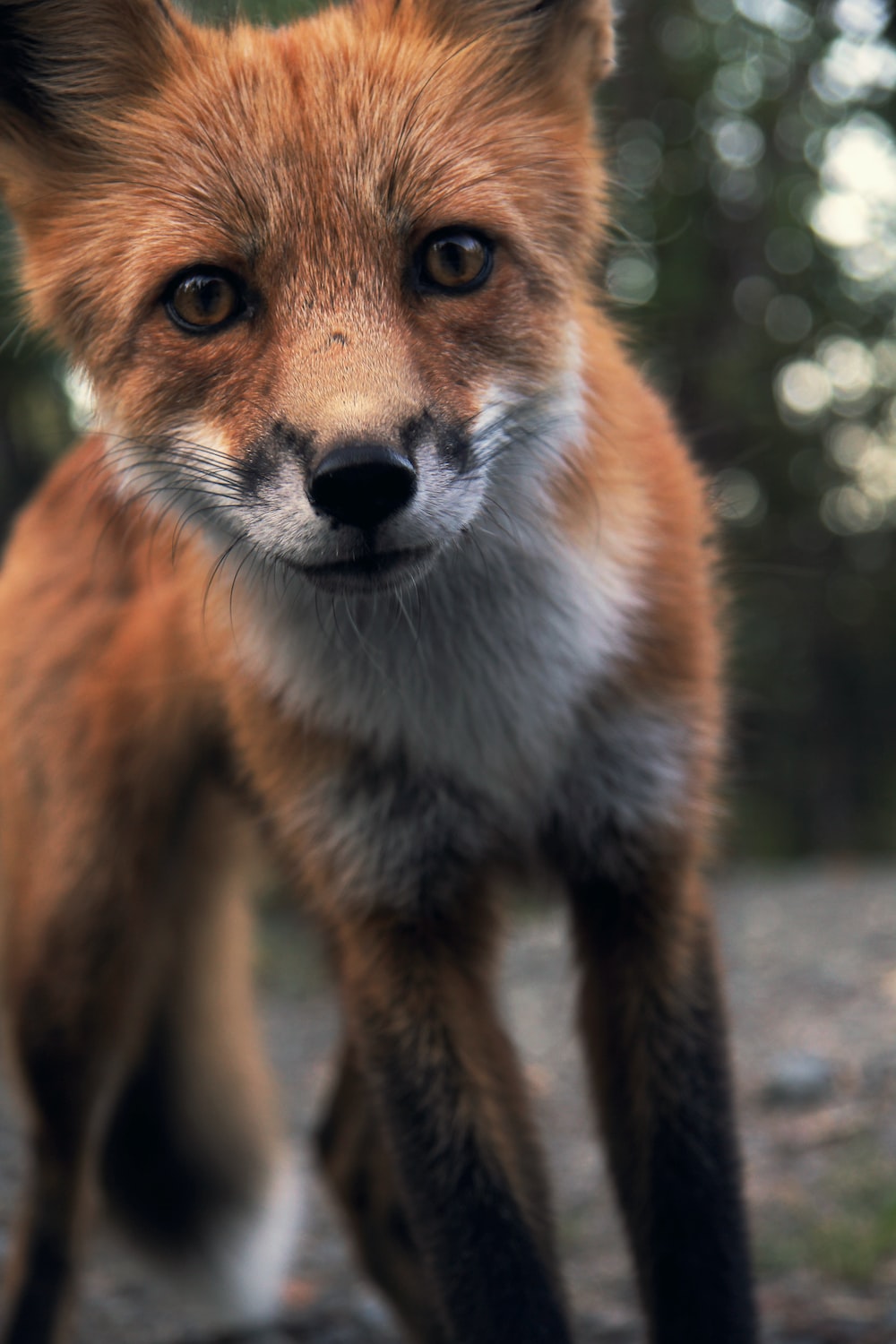 Fox Image. Download Free Picture