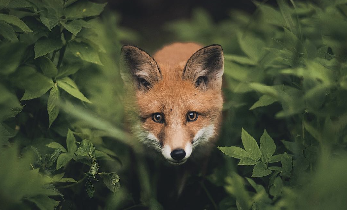 Meet the real life fox whisperer