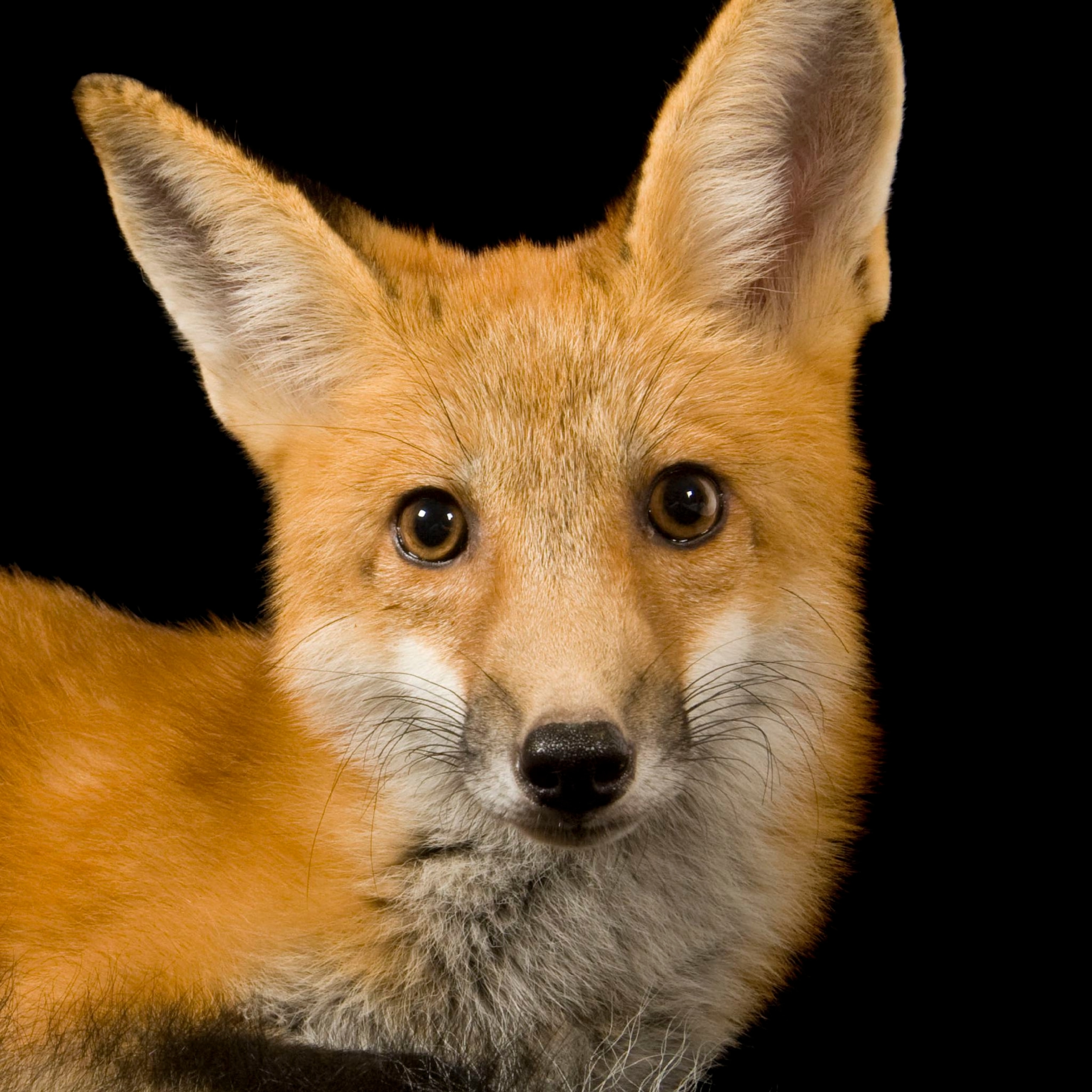 Red Fox