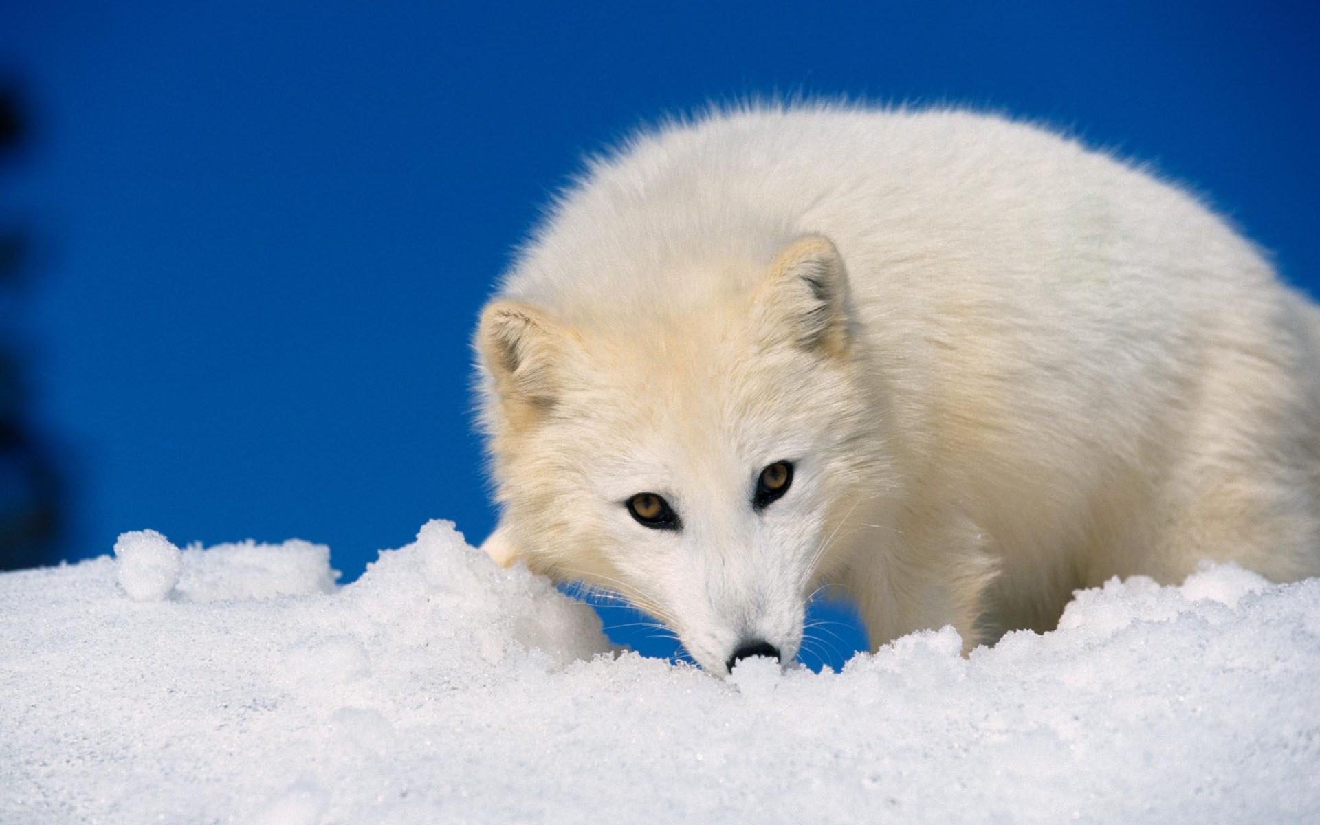 Fox Wallpaper HD