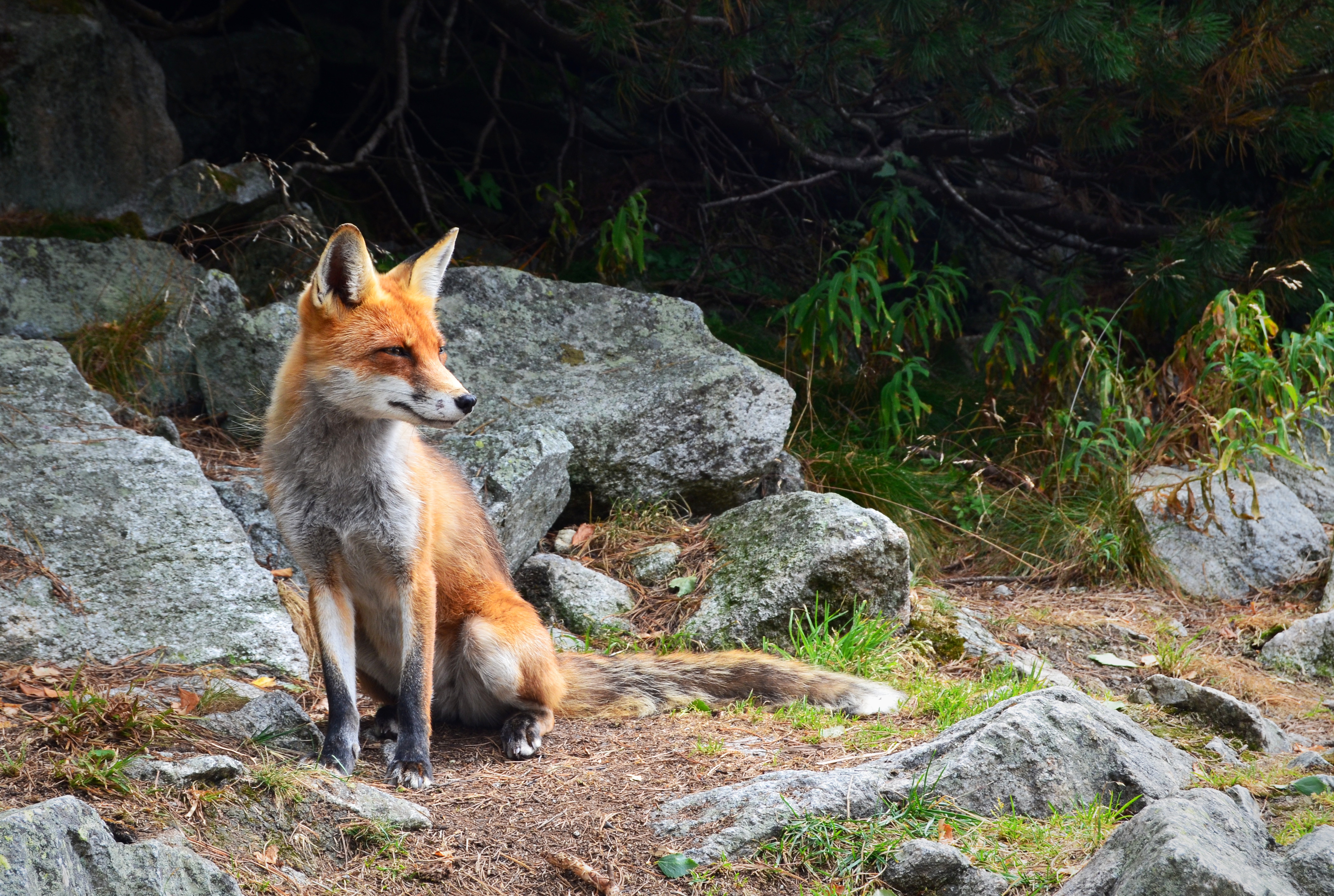 From Wild Foxes in Wallpaper Wizard