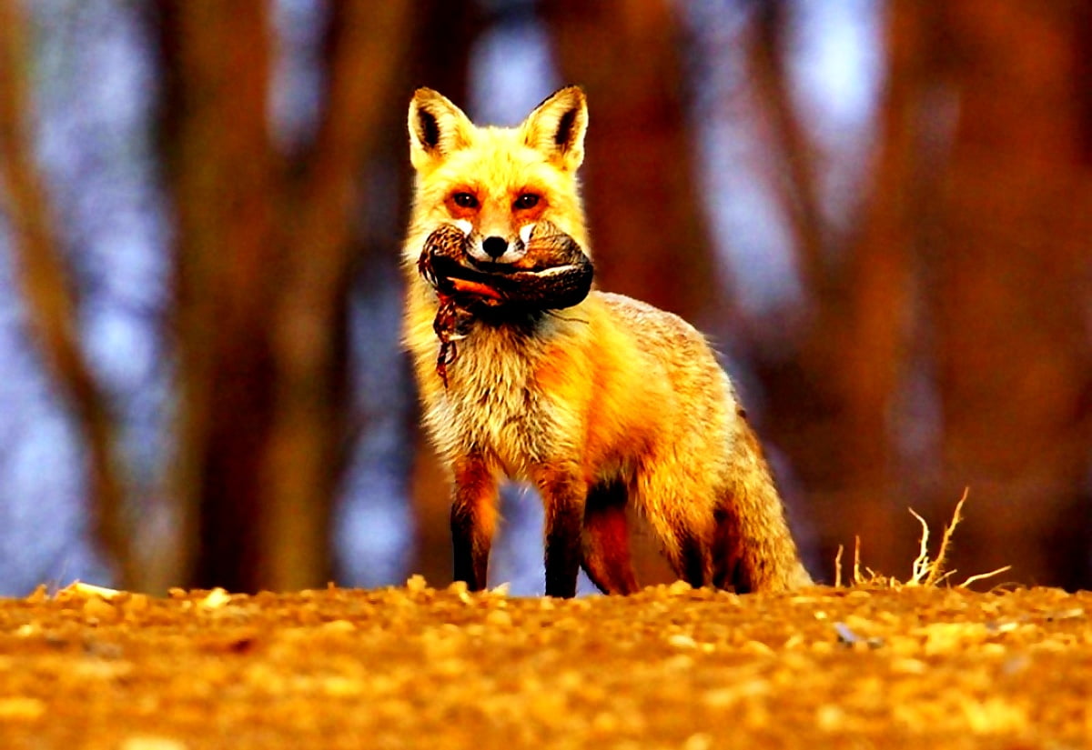 Fox, Red Fox, Wildlife wallpaper. Download Free wallpaper