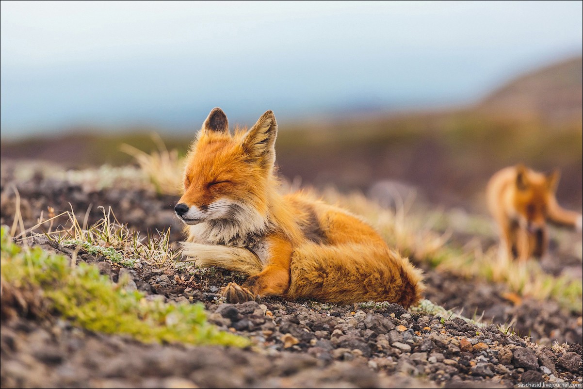 Wallpaper, animals, depth of field, wildlife, fauna, vertebrate, dog like mammal, red fox, kit fox 1202x802