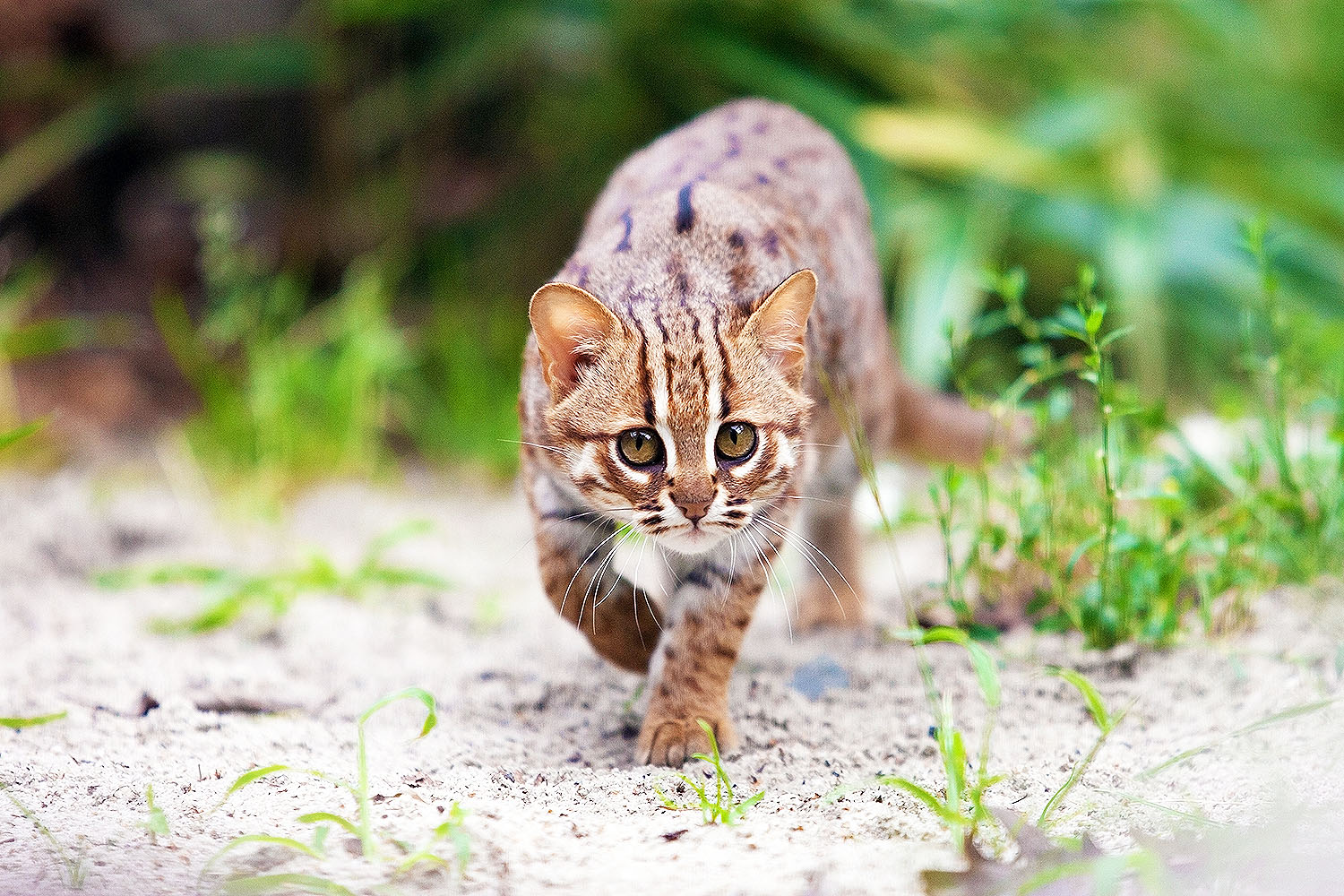 Rusty spotted cat • Earth.com • Earth.com Image Gallery