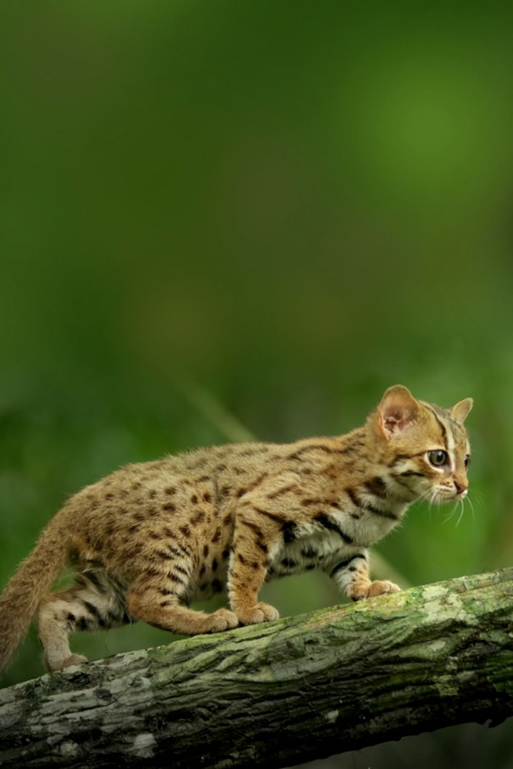 Rusty Spotted Cat. Rusty Spotted Cat, Spotted Cat, Small Wild Cats