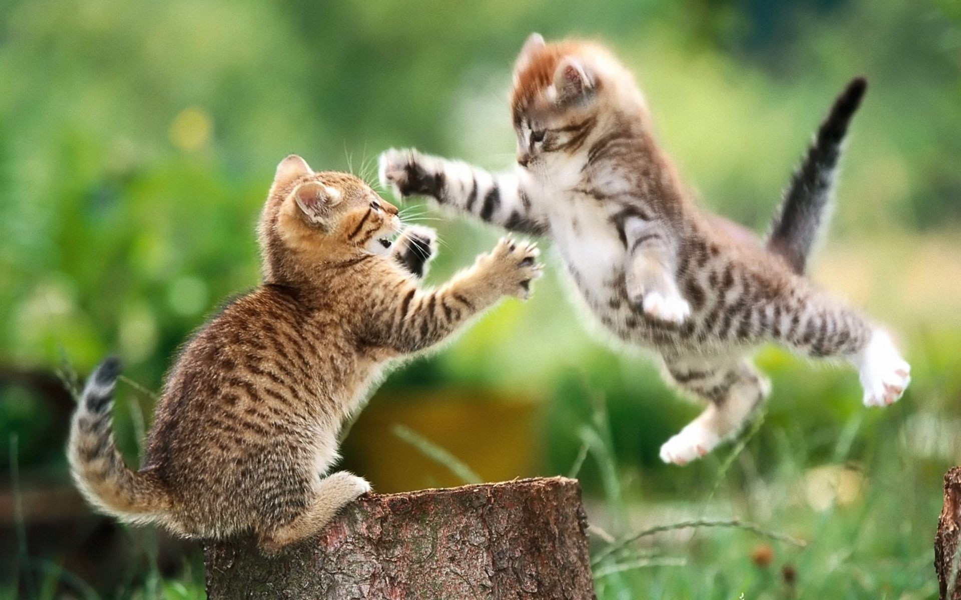 Wallpaper, animals, wildlife, kittens, whiskers, cheetah, wild cat, kitten, fauna, vertebrate, cat like mammal, small to medium sized cats, rusty spotted cat 1920x1200