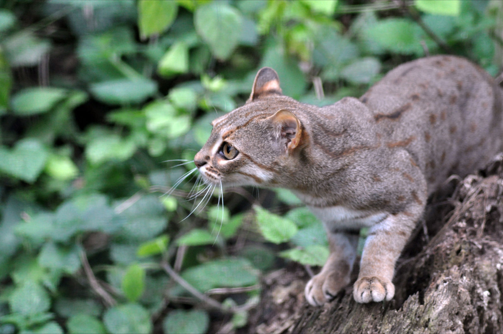 Member Photo: Rusty Spotted Cat. International Society For Endangered Cats