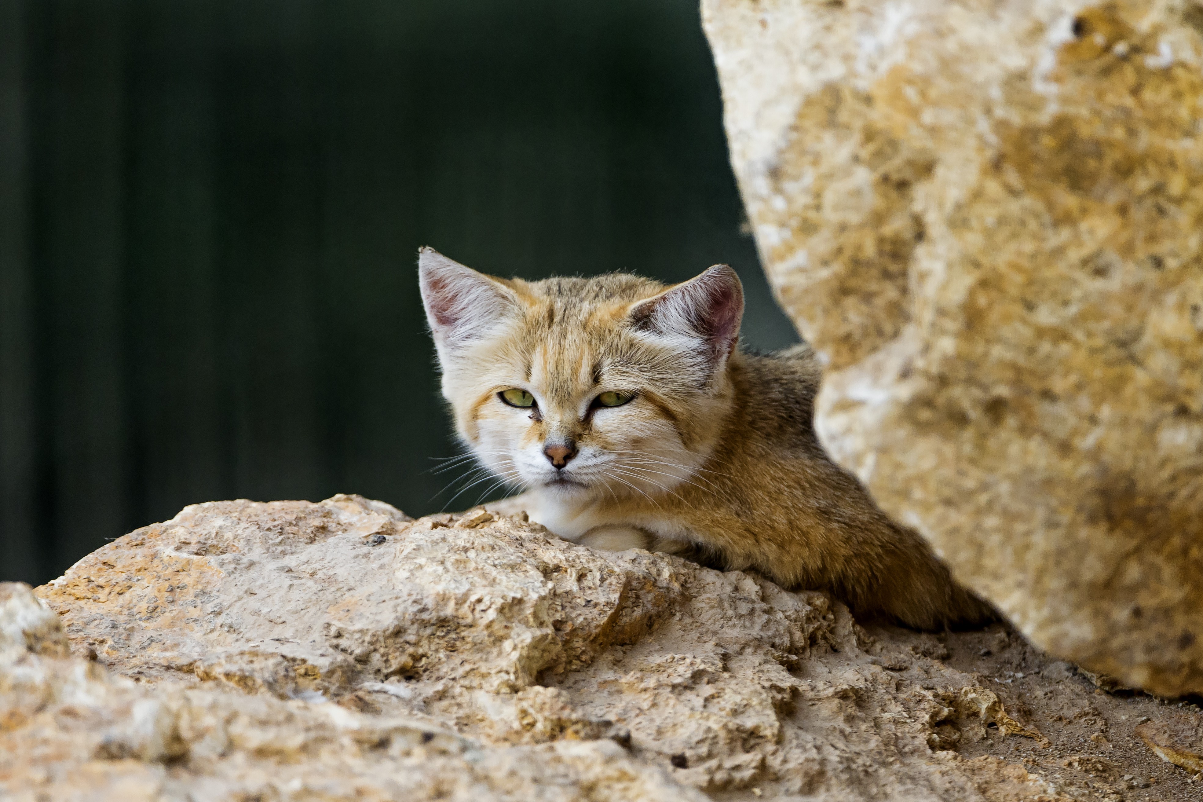 Wallpaper, animals, wildlife, whiskers, mammals, feline, wild cat, kitten, fauna, vertebrate, cat like mammal, small to medium sized cats, tabby cat, rusty spotted cat 3938x2625