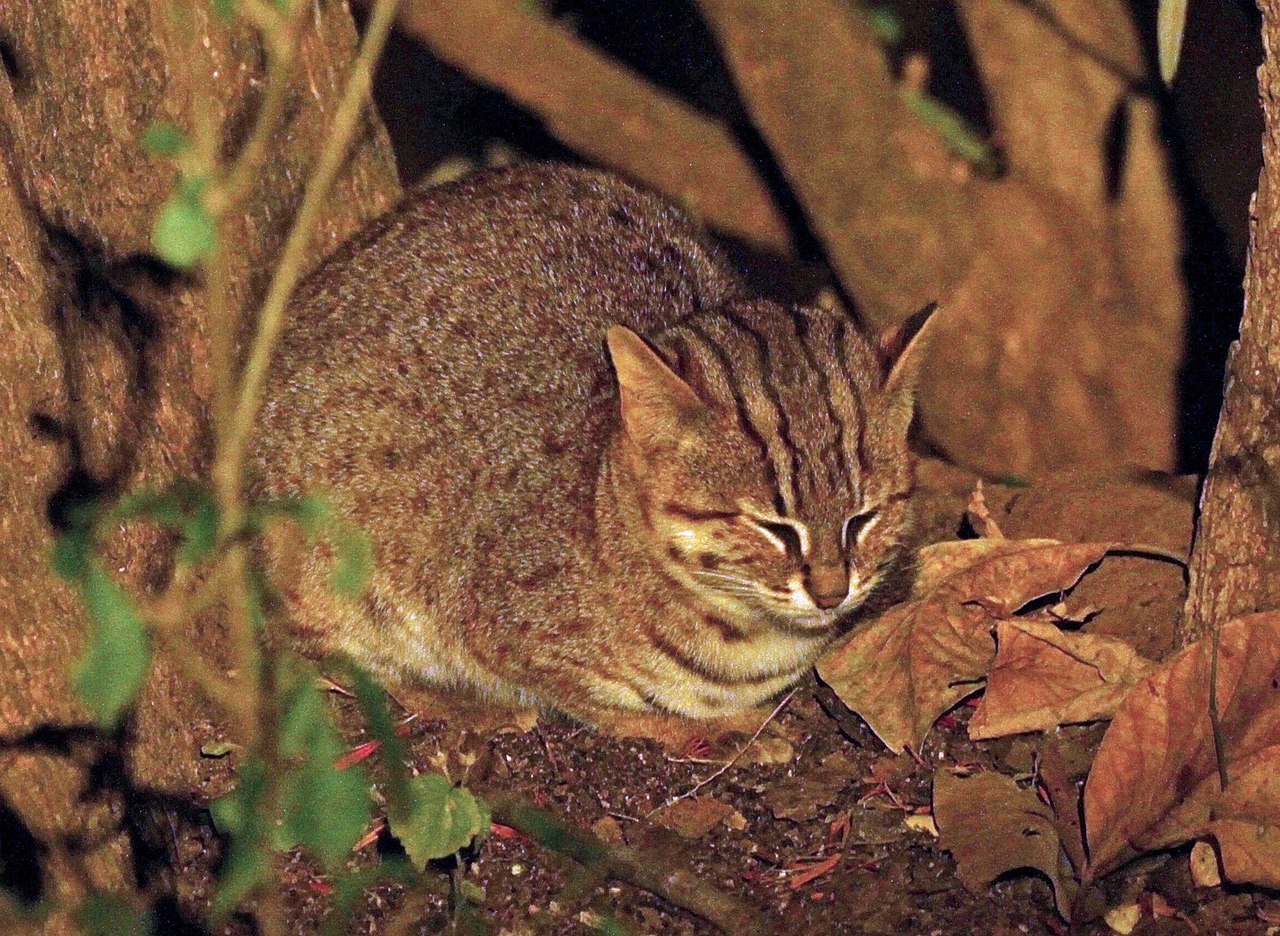 Rusty spotted cat