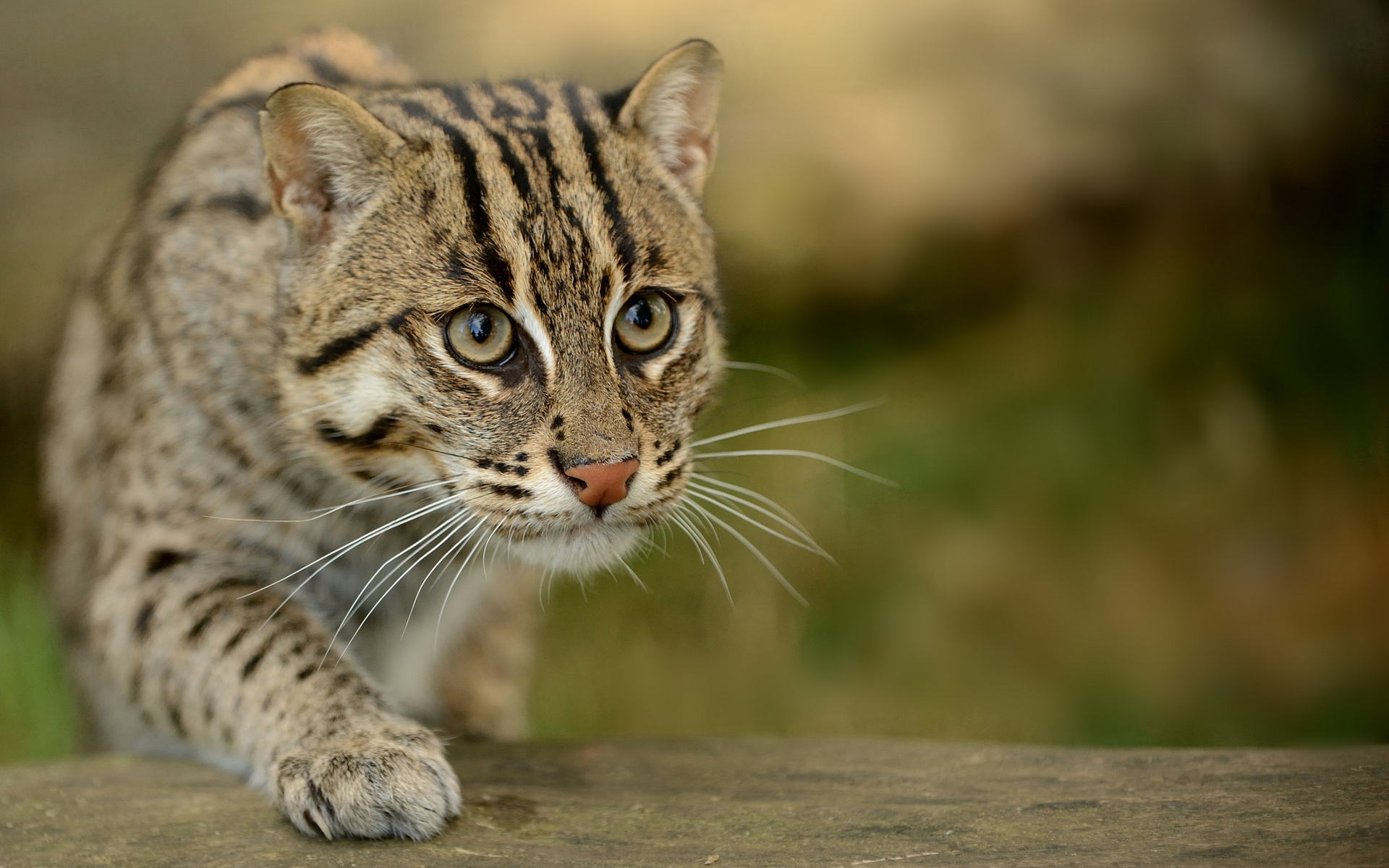 Wallpaper, wildlife, whiskers, Ocelot, wild cat, bobcat, look, fauna, vertebrate, close up, cat like mammal, small to medium sized cats, rusty spotted cat, cat fishing, speckled cat 1920x1200