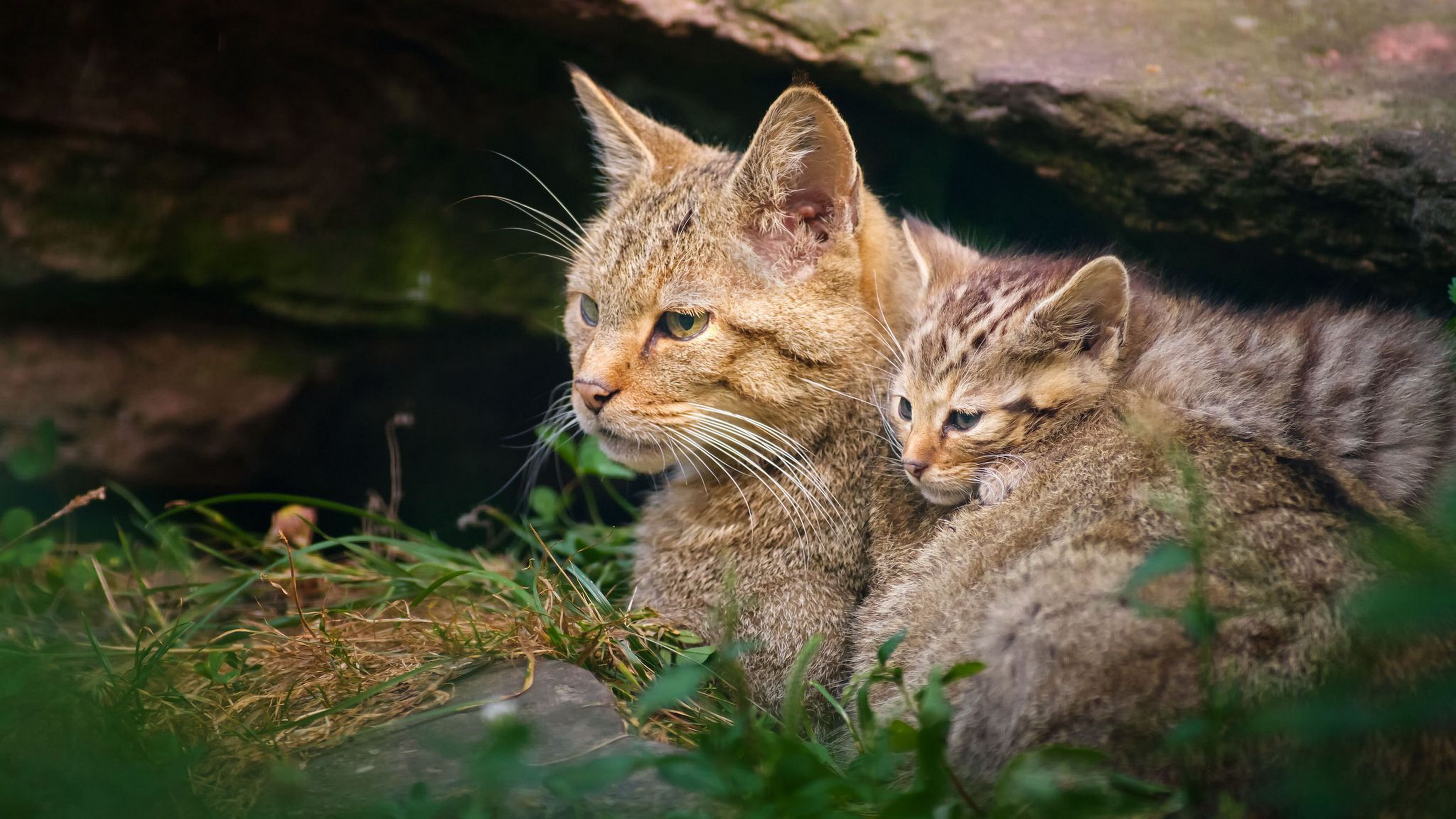 cat and kitten background Gallery HD Wallpaper