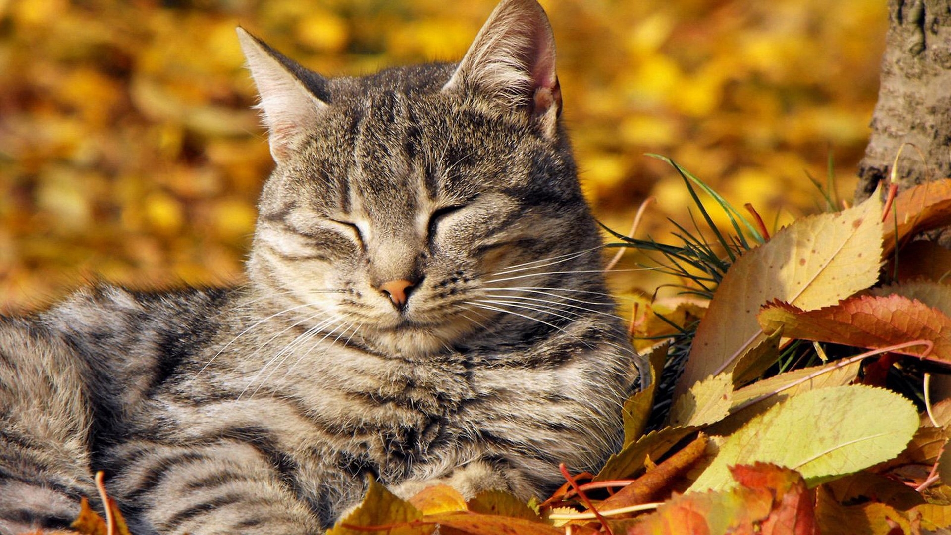 Wallpaper, leaves, wildlife, striped, whiskers, rest, wild cat, autumn, bobcat, fauna, vertebrate, cat like mammal, small to medium sized cats, tabby cat, rusty spotted cat, european shorthair, pixie bob, lie down