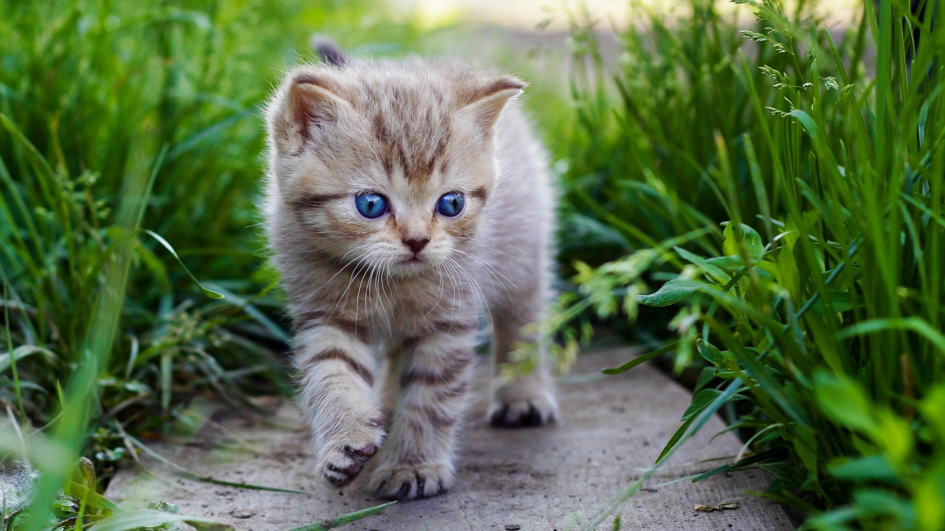 Wallpaper, grass, whiskers, wild cat, kitten, fauna, vertebrate, cat like mammal, small to medium sized cats, rusty spotted cat 1920x1080