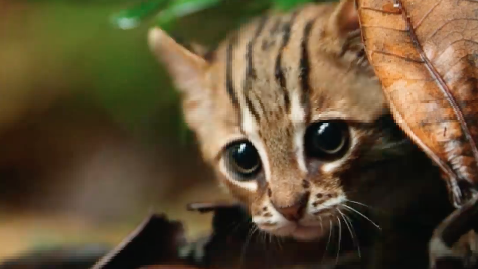 Have You Seen This? World's smallest cat will win your heart