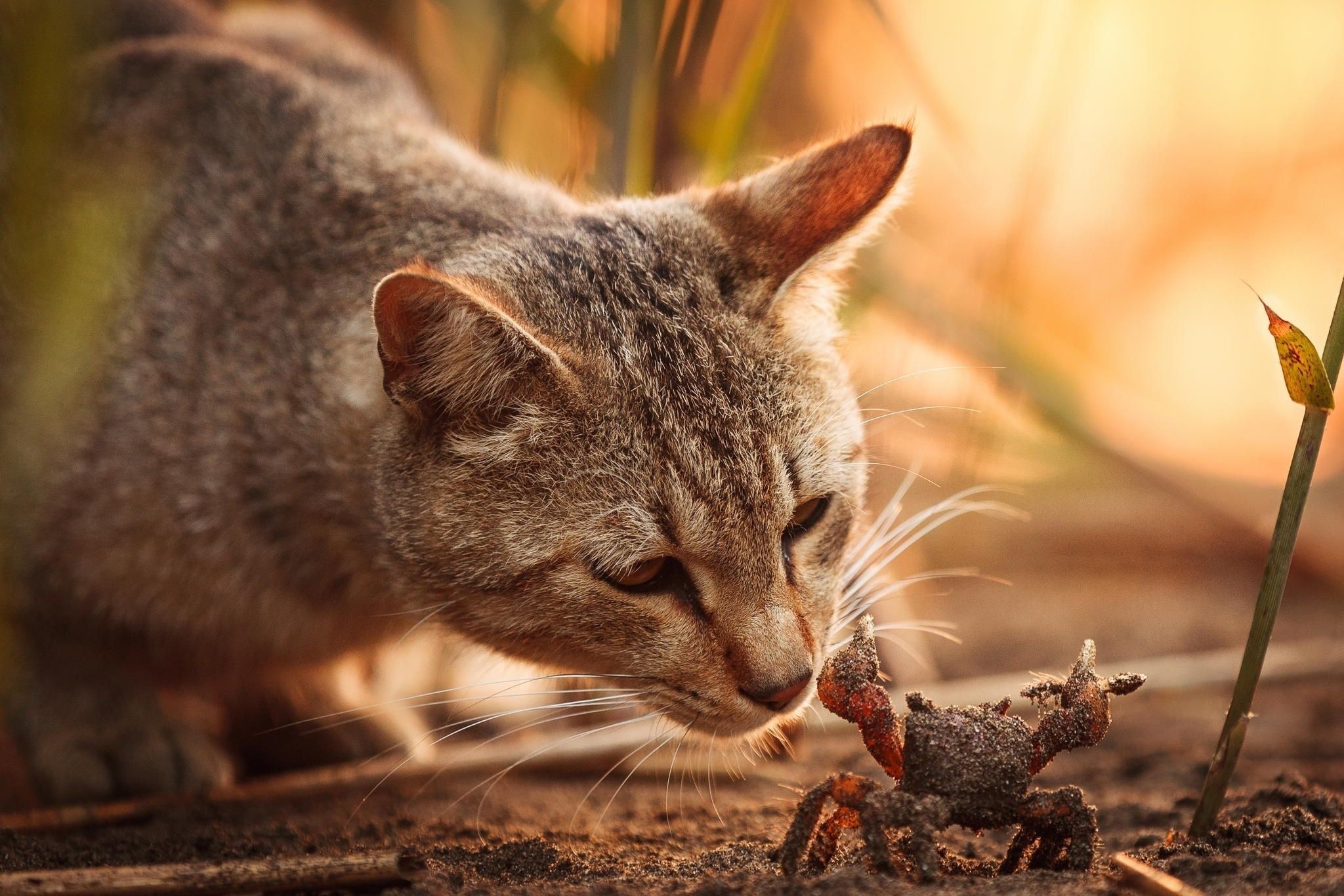 cat, animals, wildlife, crabs, whiskers, wild cat, mouse, fauna, mammal, vertebrate, close up, cat like mammal, macro photography, small to medium sized cats, rusty spotted cat Gallery HD Wallpaper