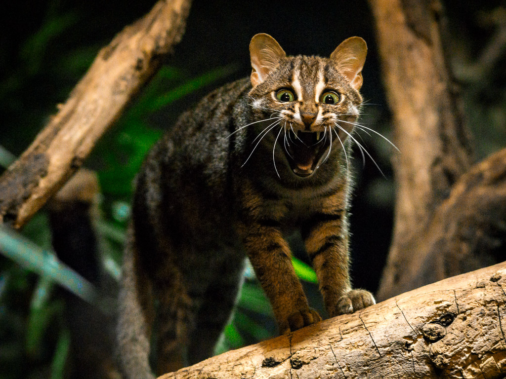 Rostkatze Im Zoo Berlin / Rusty Spotted Cat At Zoo Berlin
