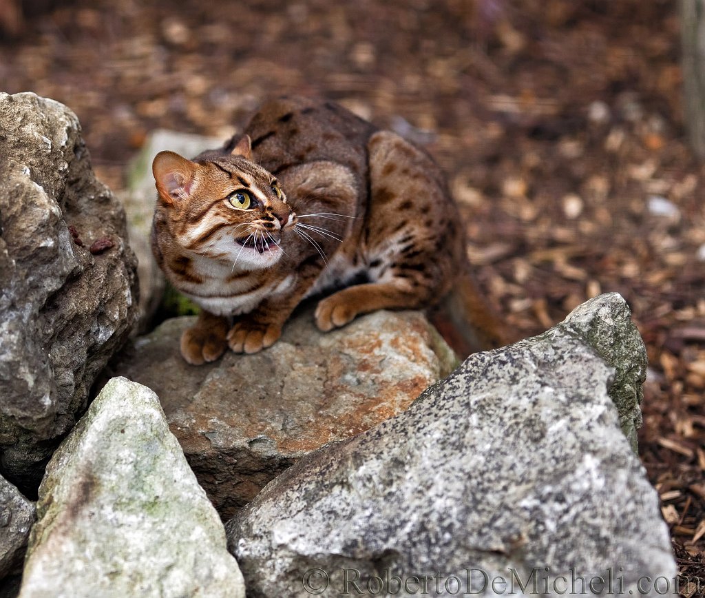 Rusty Spotted Cat (Prionailurus Rubiginosus). Rusty Spotted Cat, Cats, Animals Wild