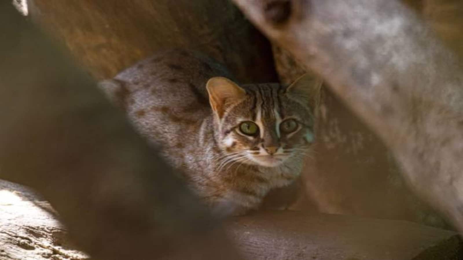Commentary Keeping wildlife wild: Learnings from rehabilitating the world's smallest wild cat
