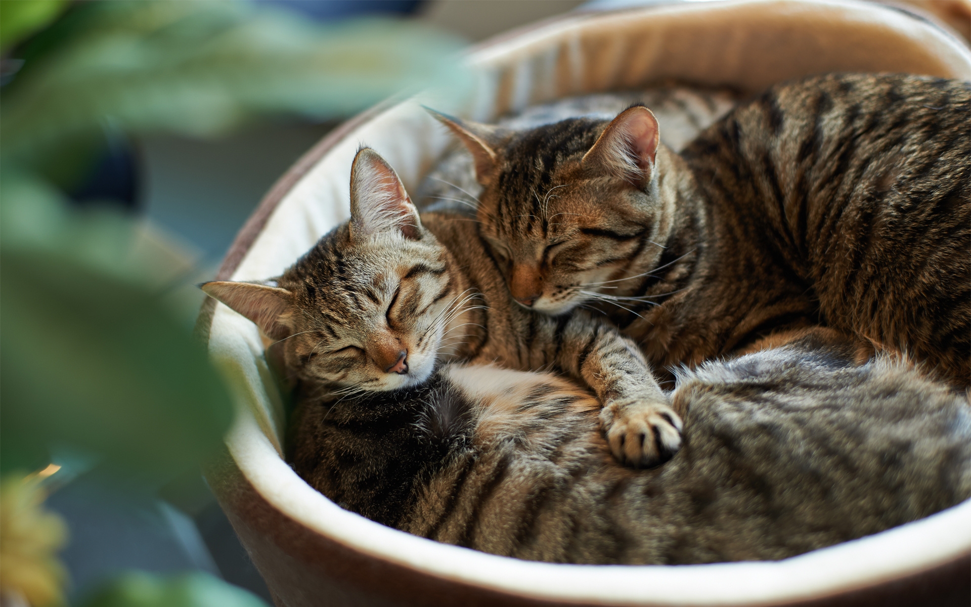 Wallpaper, couple, striped, whiskers, sleep, wild cat, kitten, fauna, vertebrate, close up, cat like mammal, small to medium sized cats, tabby cat, domestic short haired cat, bengal, rusty spotted cat, european