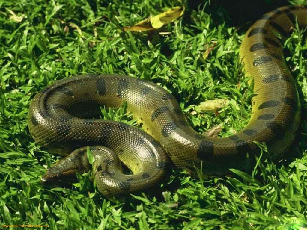 Free download wallpaper of snakes anaconda which is under the snake wallpaper [1024x768] for your Desktop, Mobile & Tablet. Explore Anaconda Wallpaper. Wallpaper Anaconda, Nicki Minaj Anaconda Wallpaper