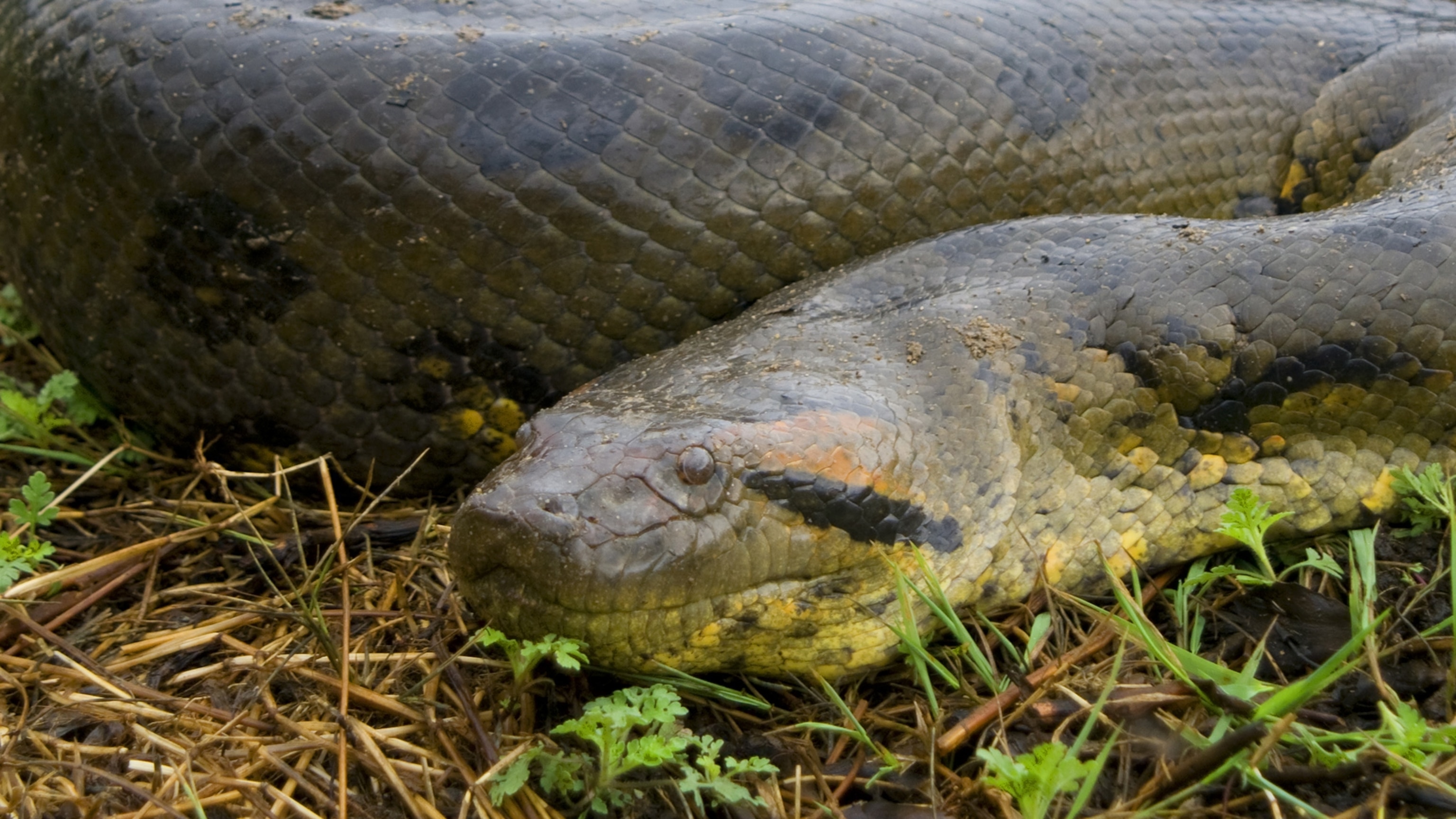 Green Anaconda