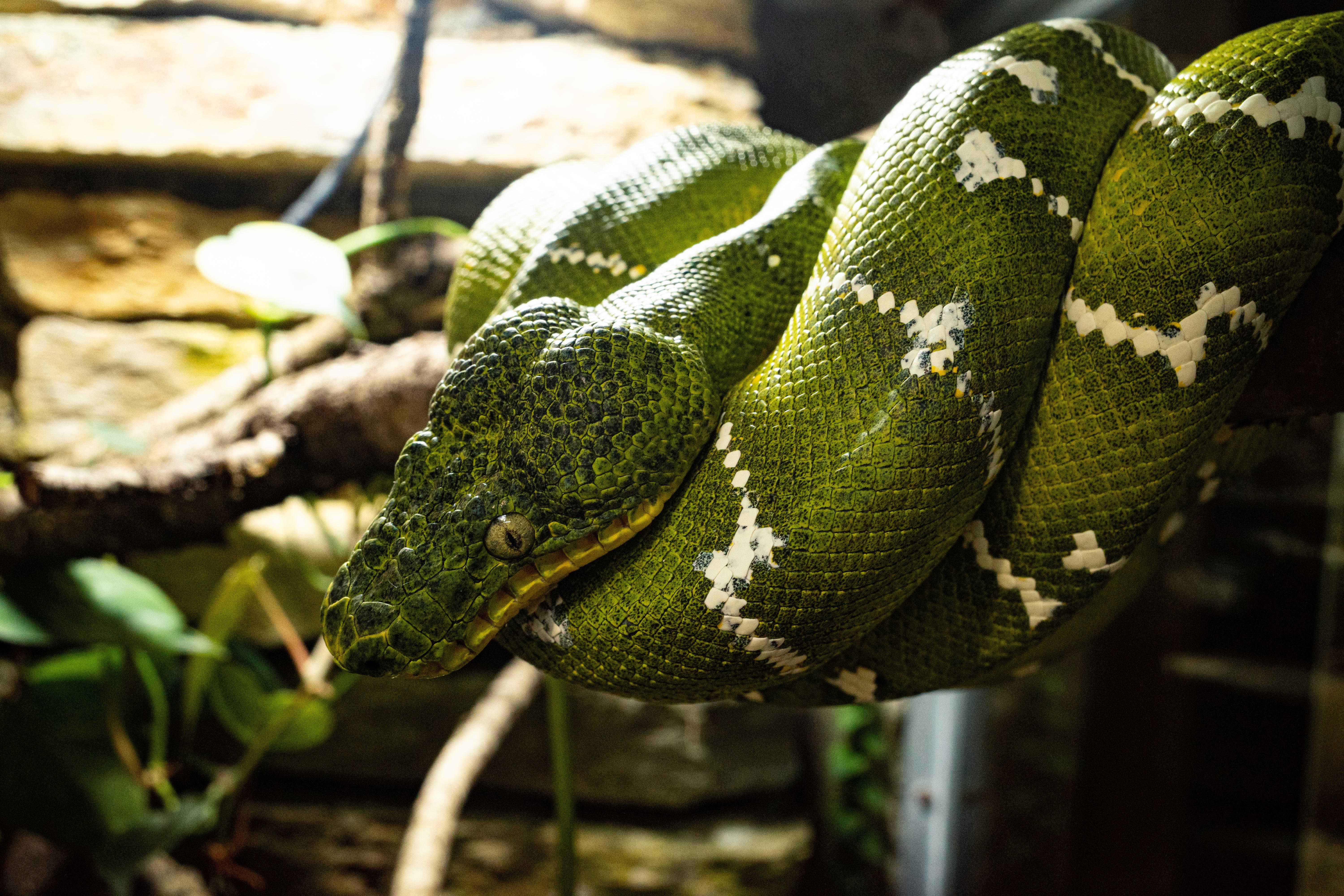 Green Anaconda Snake Photo, Download The BEST Free Green Anaconda Snake & HD Image