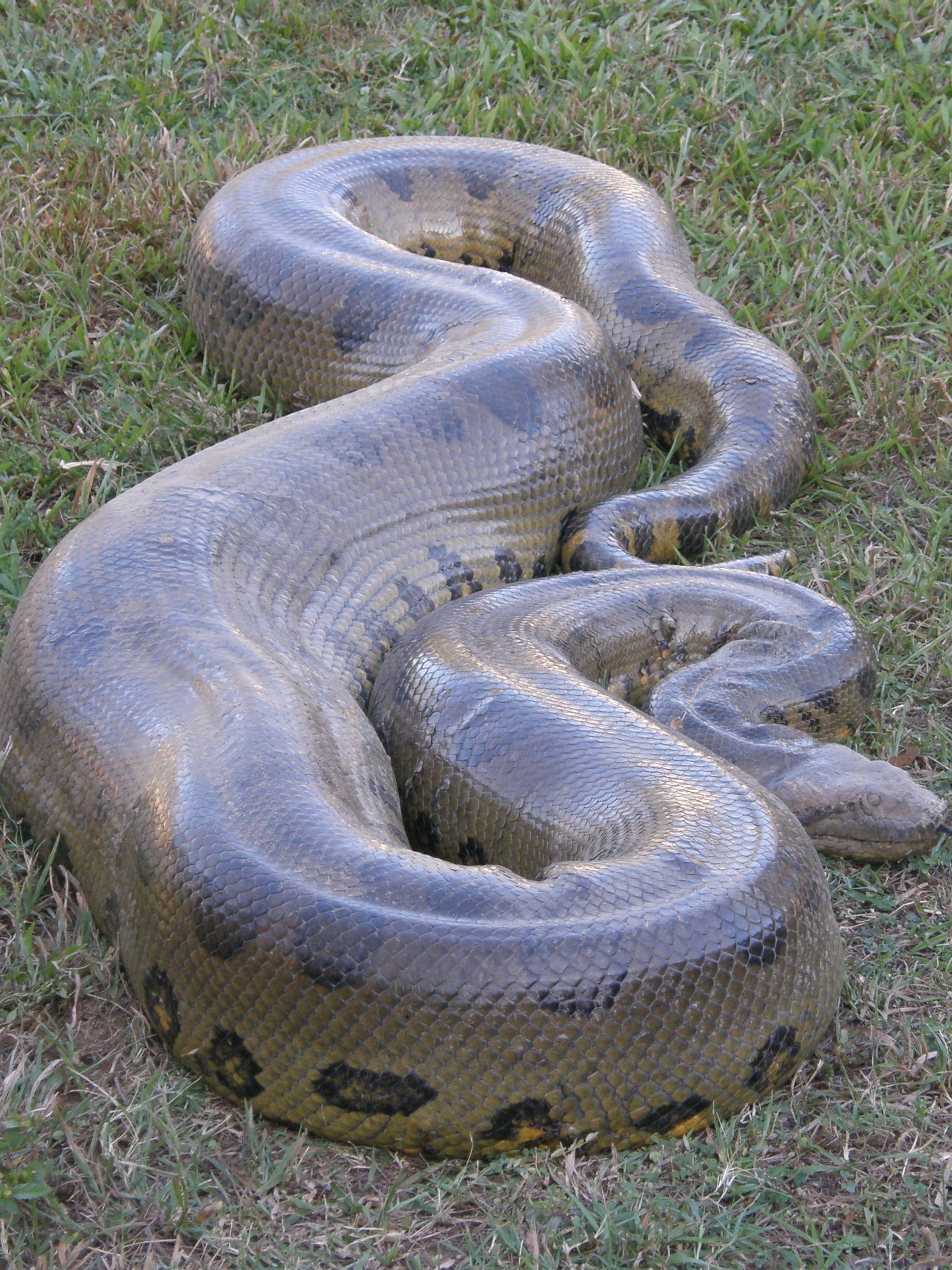 Green Anaconda